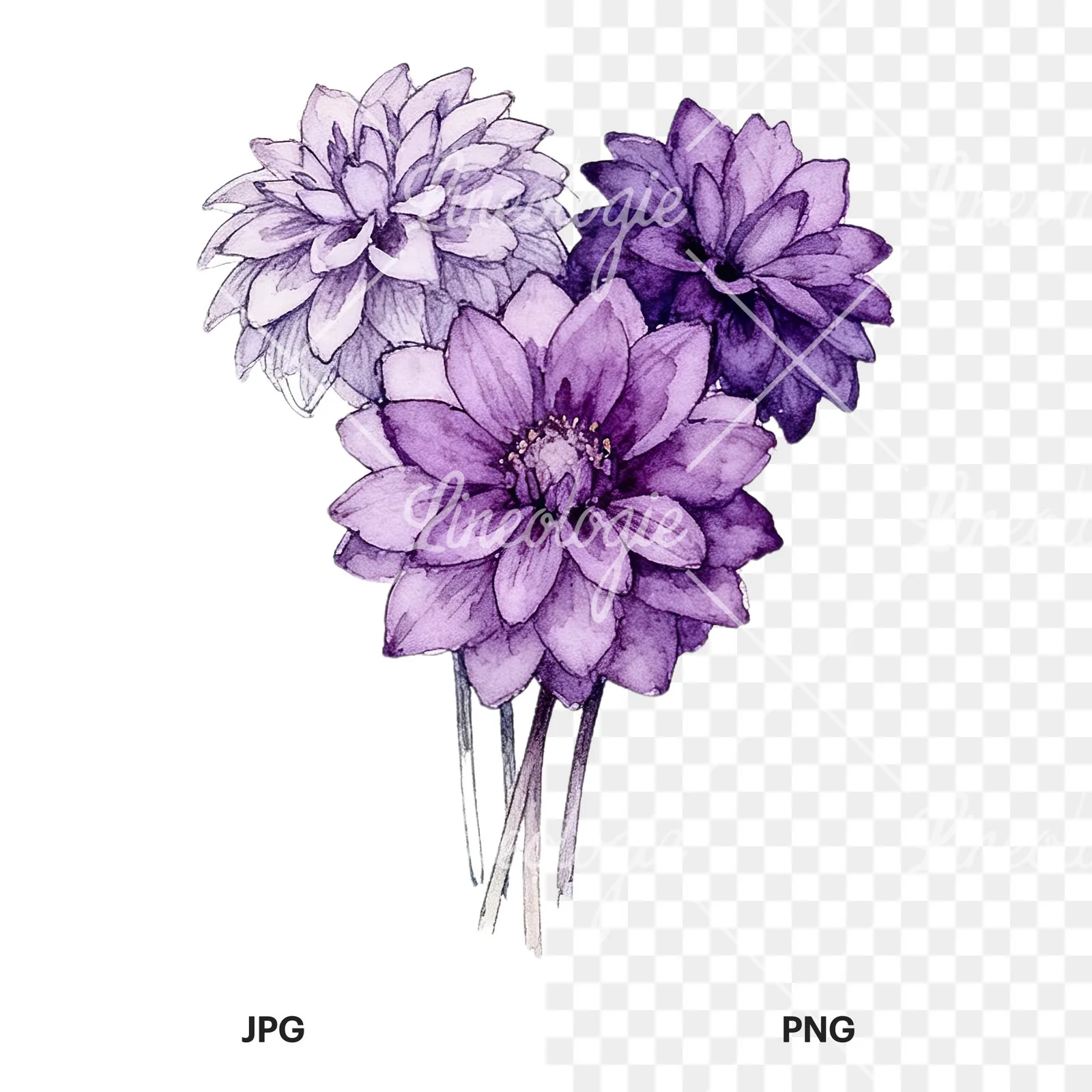 Watercolor purple dahlia bouquet clipart 3 of 9, as a JPG on white and a transparent PNG
