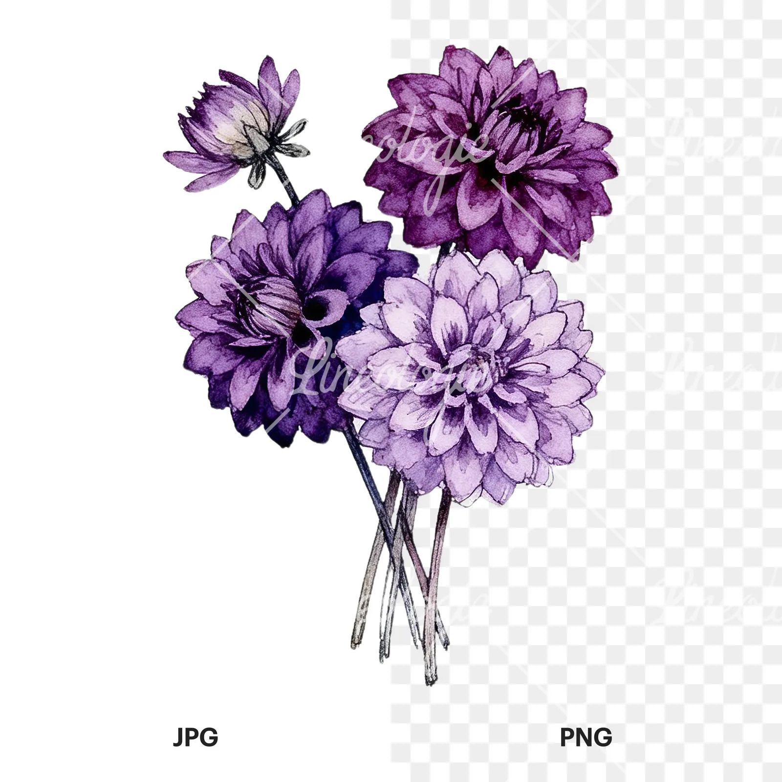 Watercolor purple dahlia bouquet clipart 4 of 9, as a JPG on white and a transparent PNG