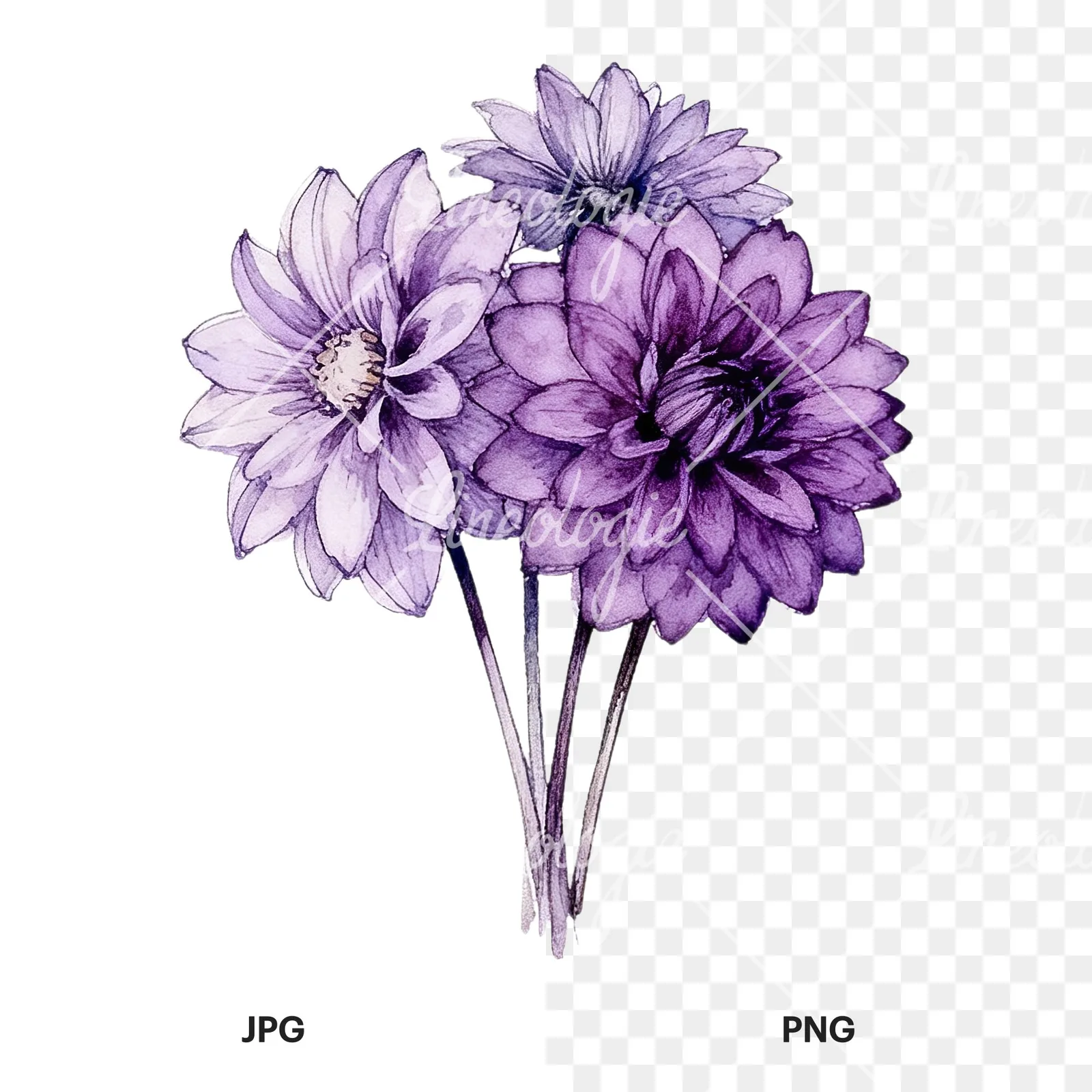 Watercolor purple dahlia bouquet clipart 5 of 9, as a JPG on white and a transparent PNG