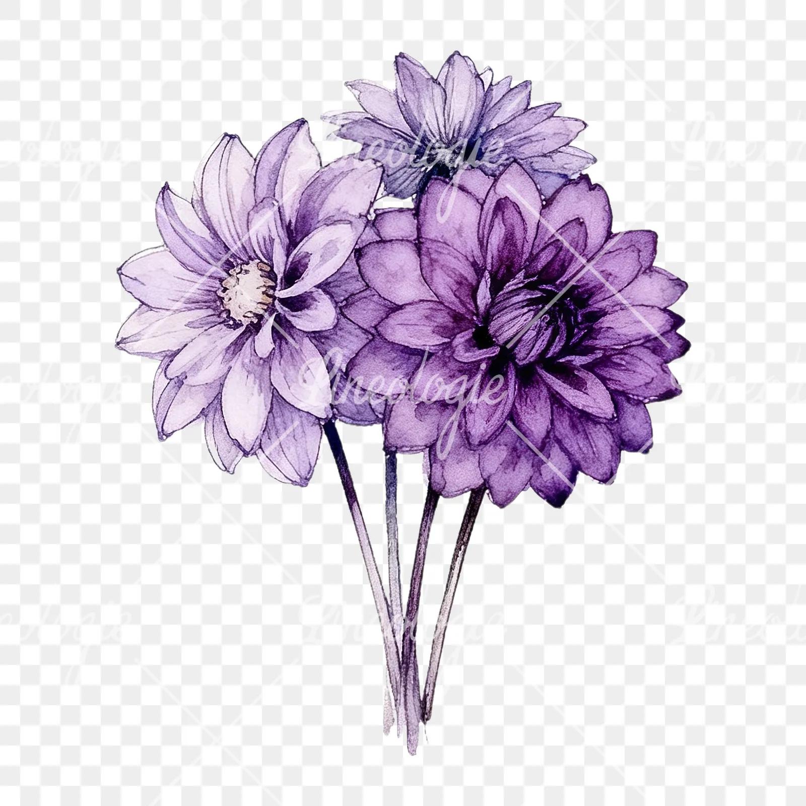 Watercolor purple dahlia bouquet clipart 5 of 9 on a transparent background (PNG)