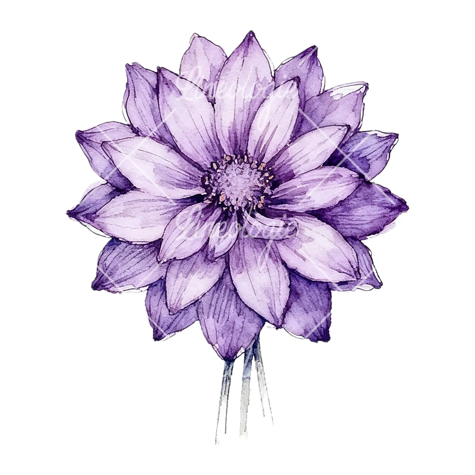 Watercolor purple dahlia bouquet clipart 6 of 9 on a white background (JPG)