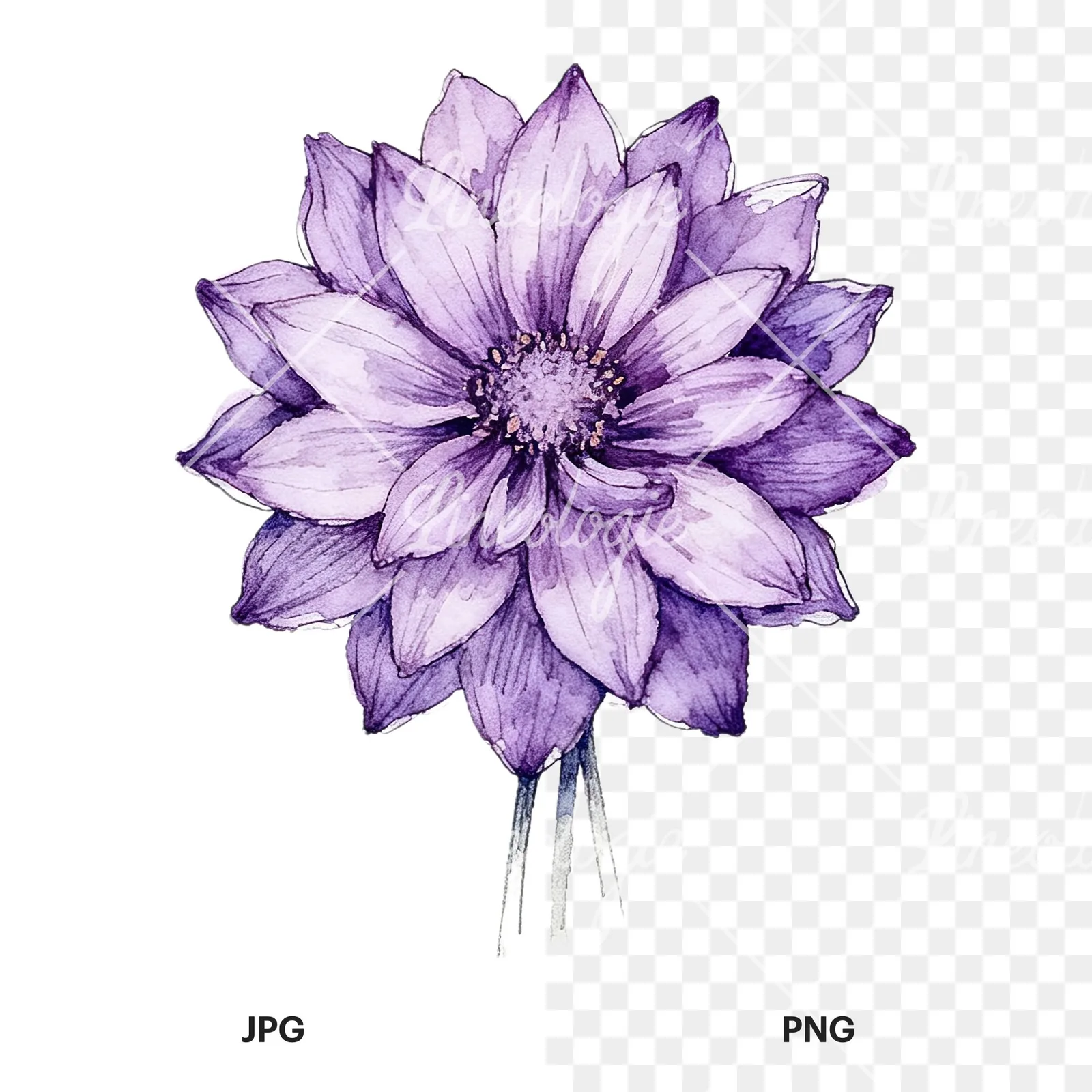 Watercolor purple dahlia bouquet clipart 6 of 9, as a JPG on white and a transparent PNG
