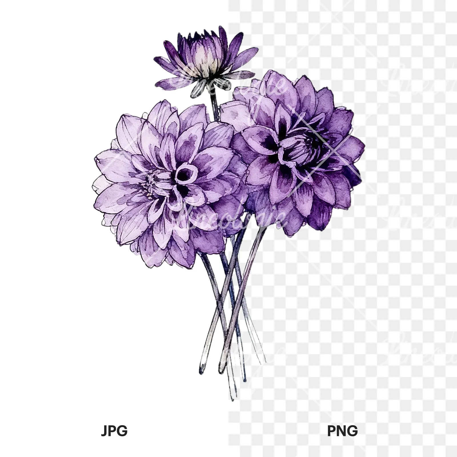 Watercolor purple dahlia bouquet clipart 7 of 9, as a JPG on white and a transparent PNG