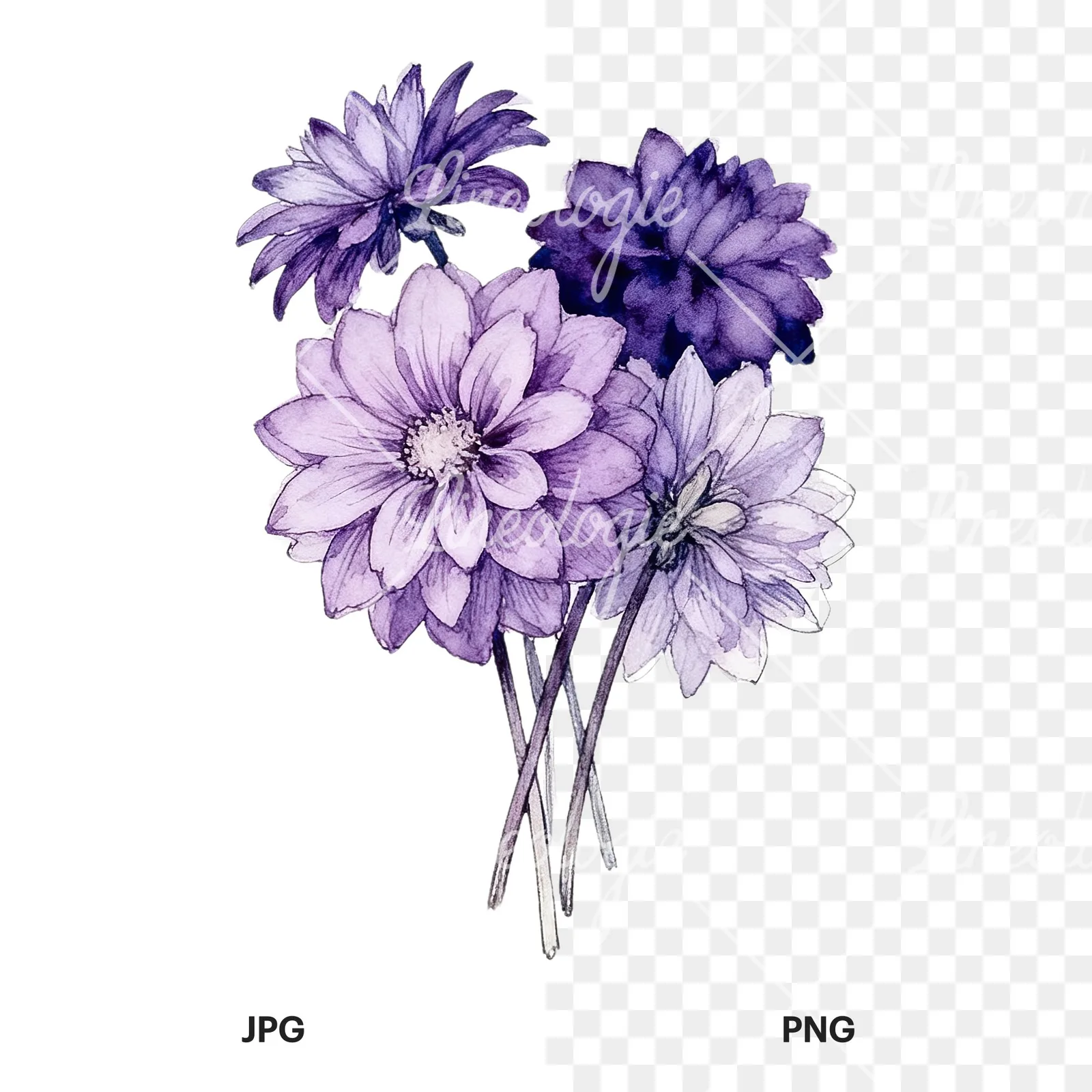 Watercolor purple dahlia bouquet clipart 8 of 9, as a JPG on white and a transparent PNG