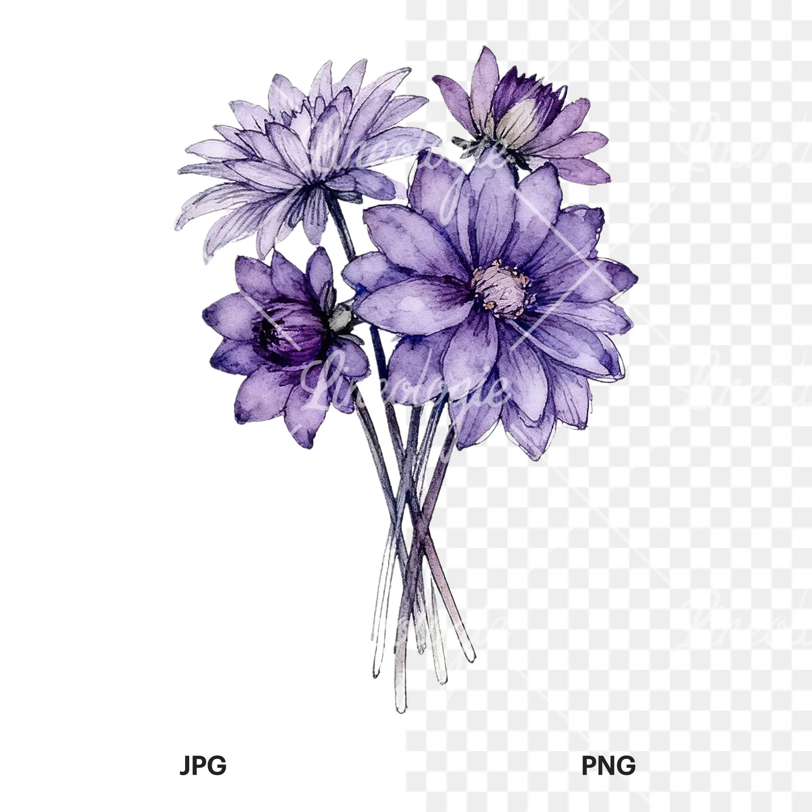 Watercolor purple dahlia bouquet clipart 9 of 9, as a JPG on white and a transparent PNG