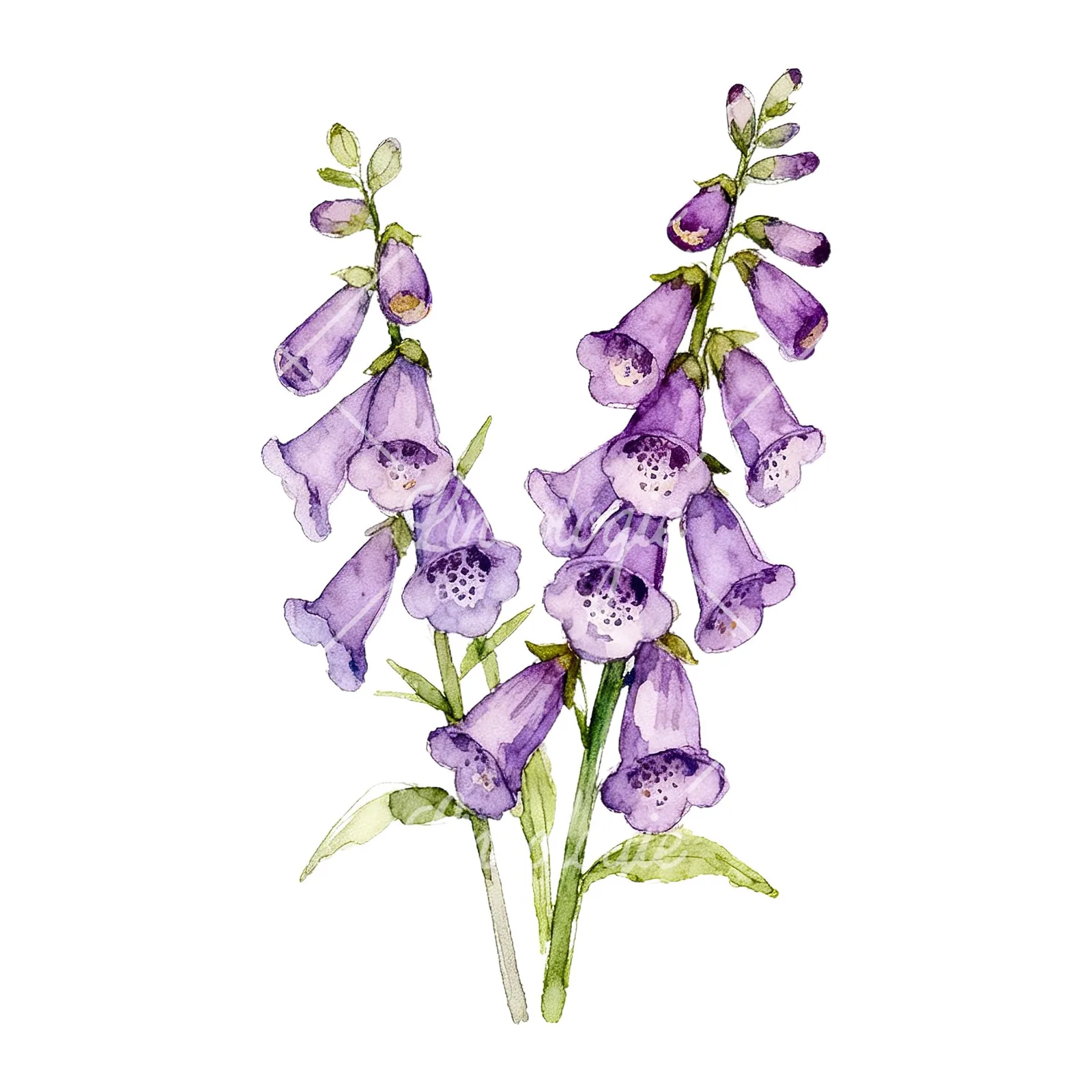 Watercolor purple foxglove bouquet clipart 1 of 9 on a white background (JPG)