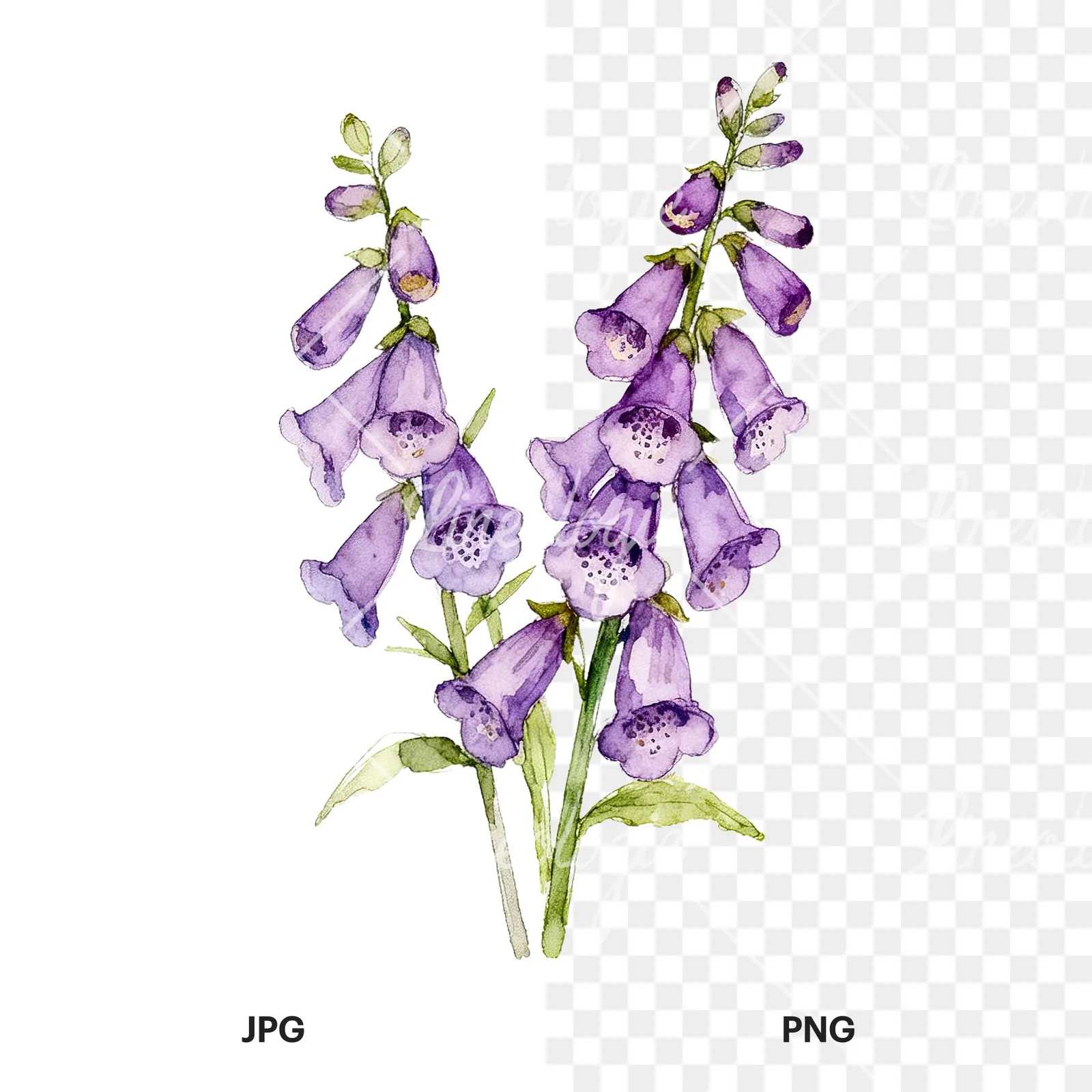 Watercolor purple foxglove bouquet clipart 1 of 9, as a JPG on white and a transparent PNG