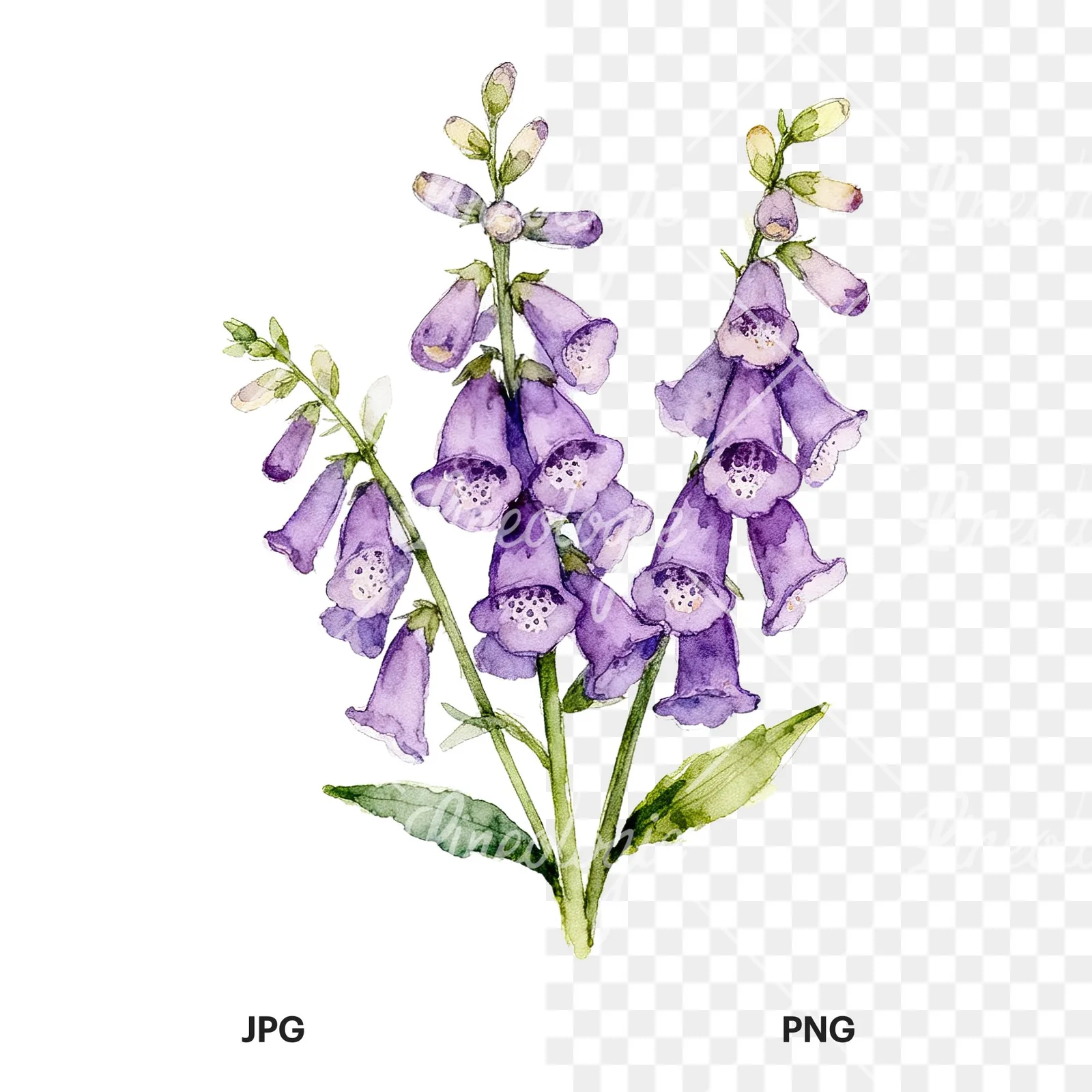 Watercolor purple foxglove bouquet clipart 2 of 9, as a JPG on white and a transparent PNG