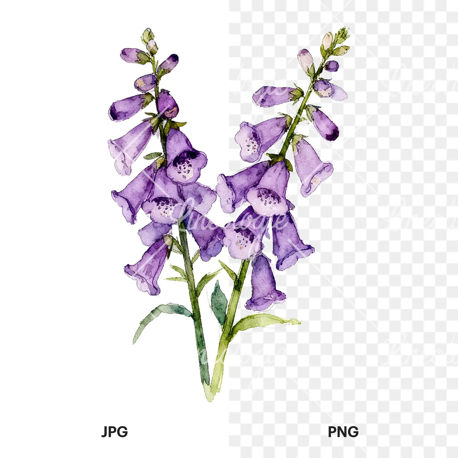 Watercolor purple foxglove bouquet clipart 3 of 9, as a JPG on white and a transparent PNG