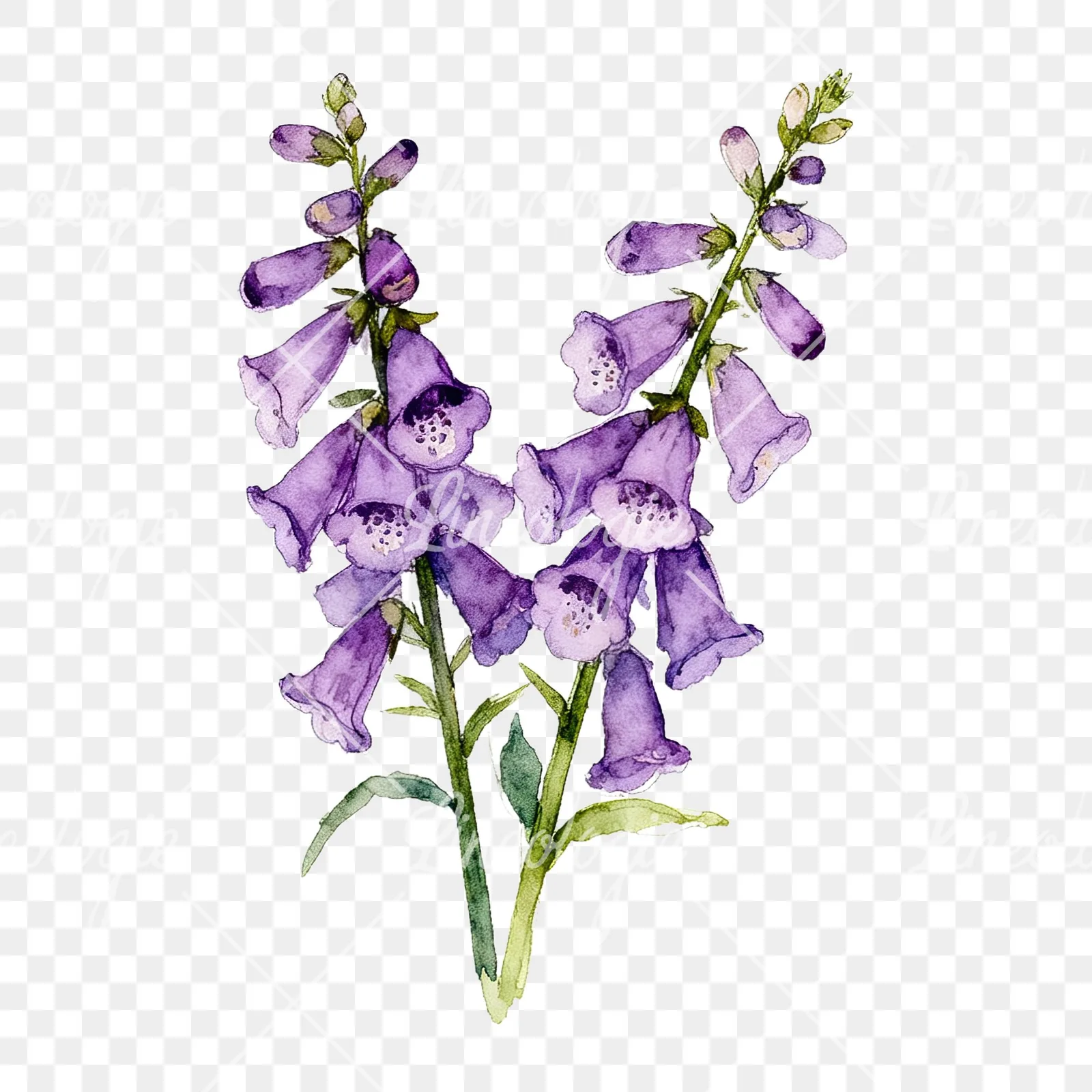 Watercolor purple foxglove bouquet clipart 3 of 9 on a transparent background (PNG)