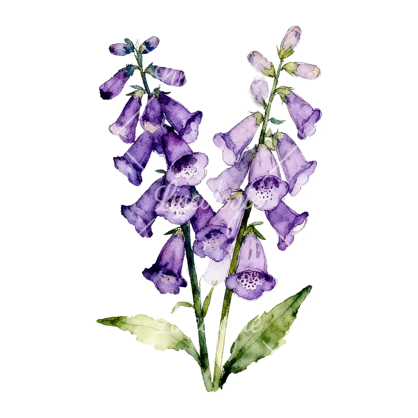 Watercolor purple foxglove bouquet clipart 5 of 9 on a white background (JPG)