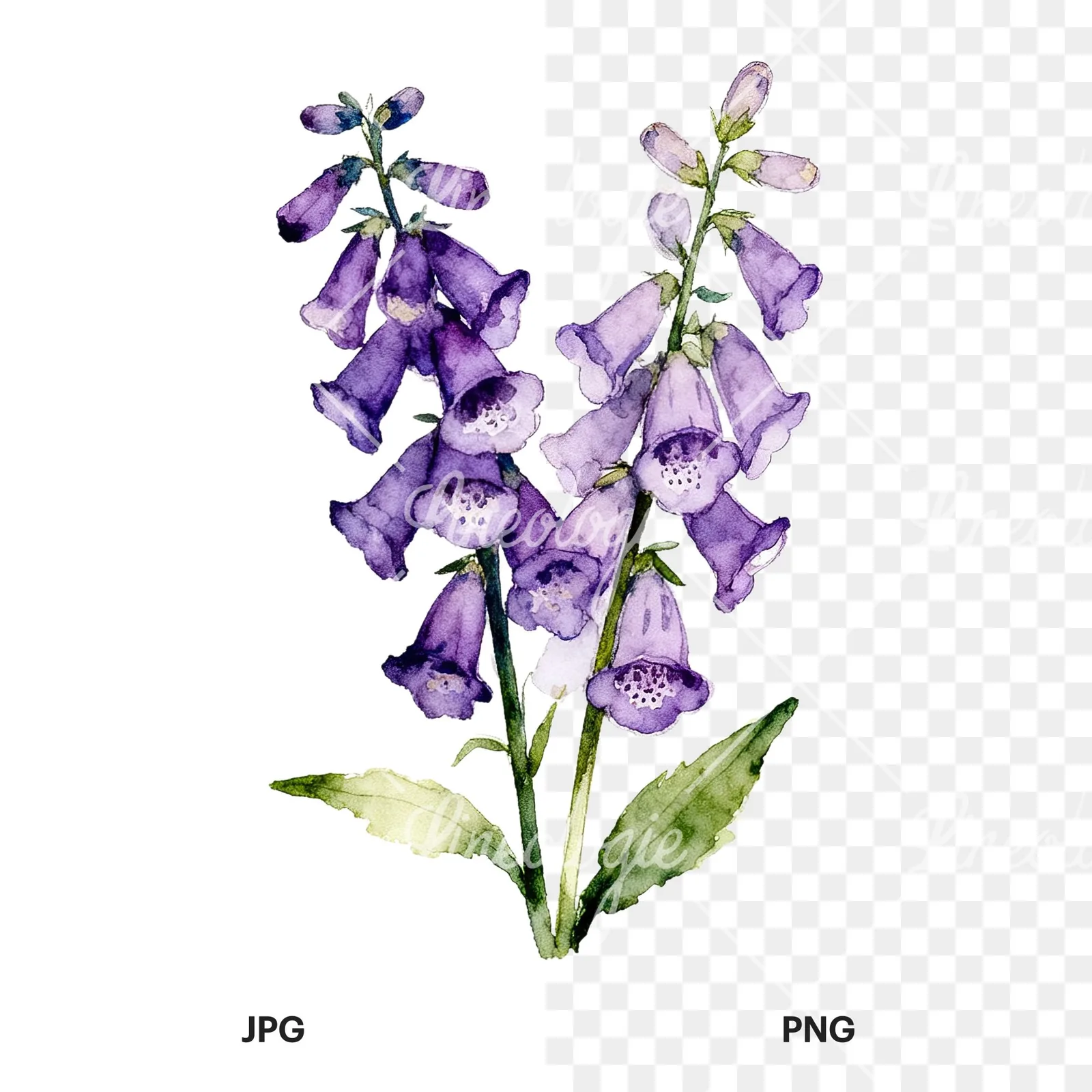 Watercolor purple foxglove bouquet clipart 5 of 9, as a JPG on white and a transparent PNG