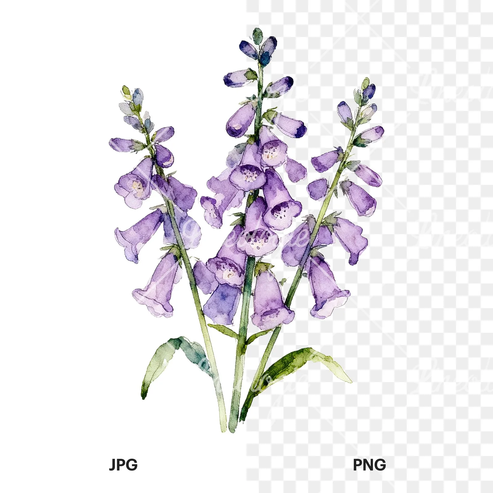 Watercolor purple foxglove bouquet clipart 6 of 9, as a JPG on white and a transparent PNG