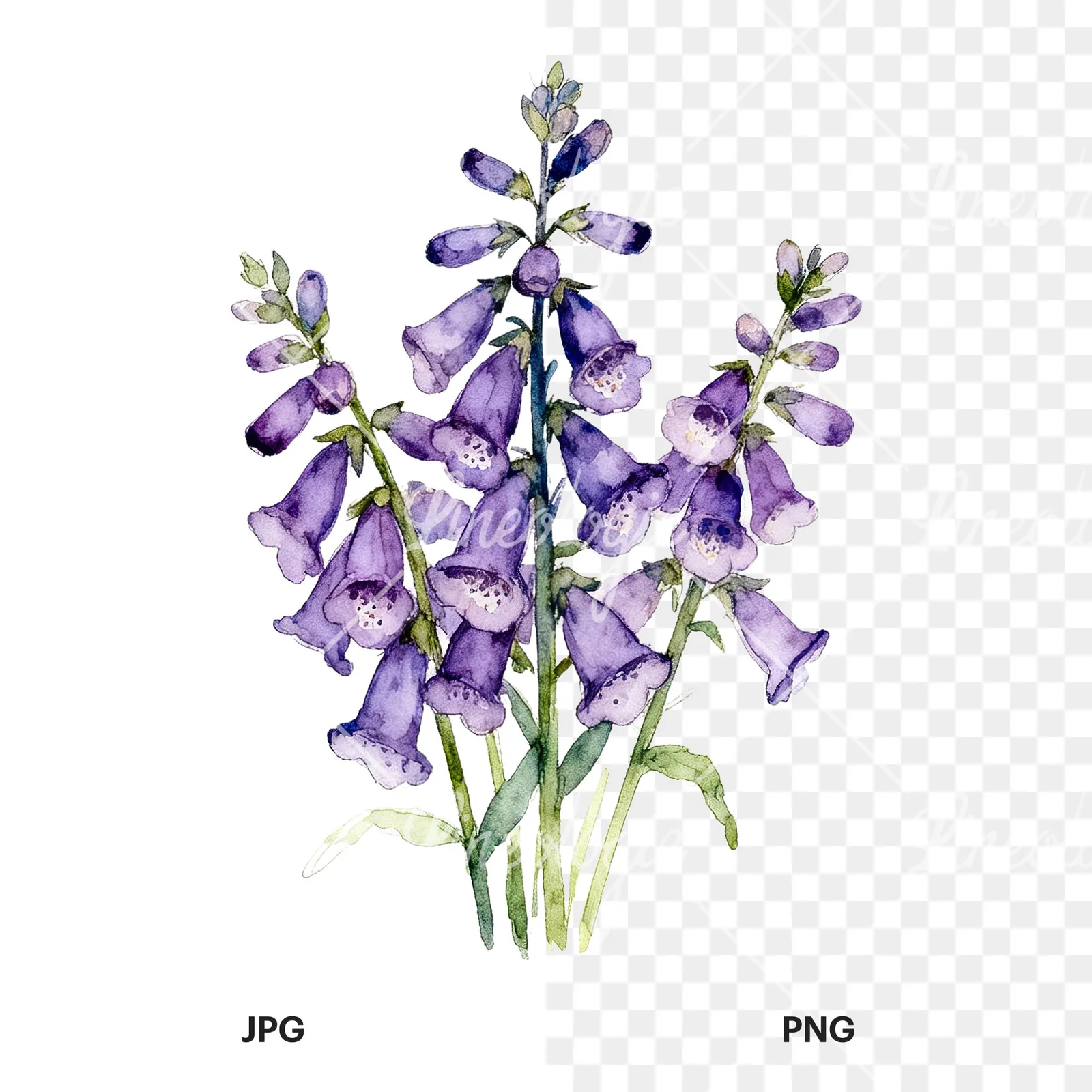 Watercolor purple foxglove bouquet clipart 7 of 9, as a JPG on white and a transparent PNG