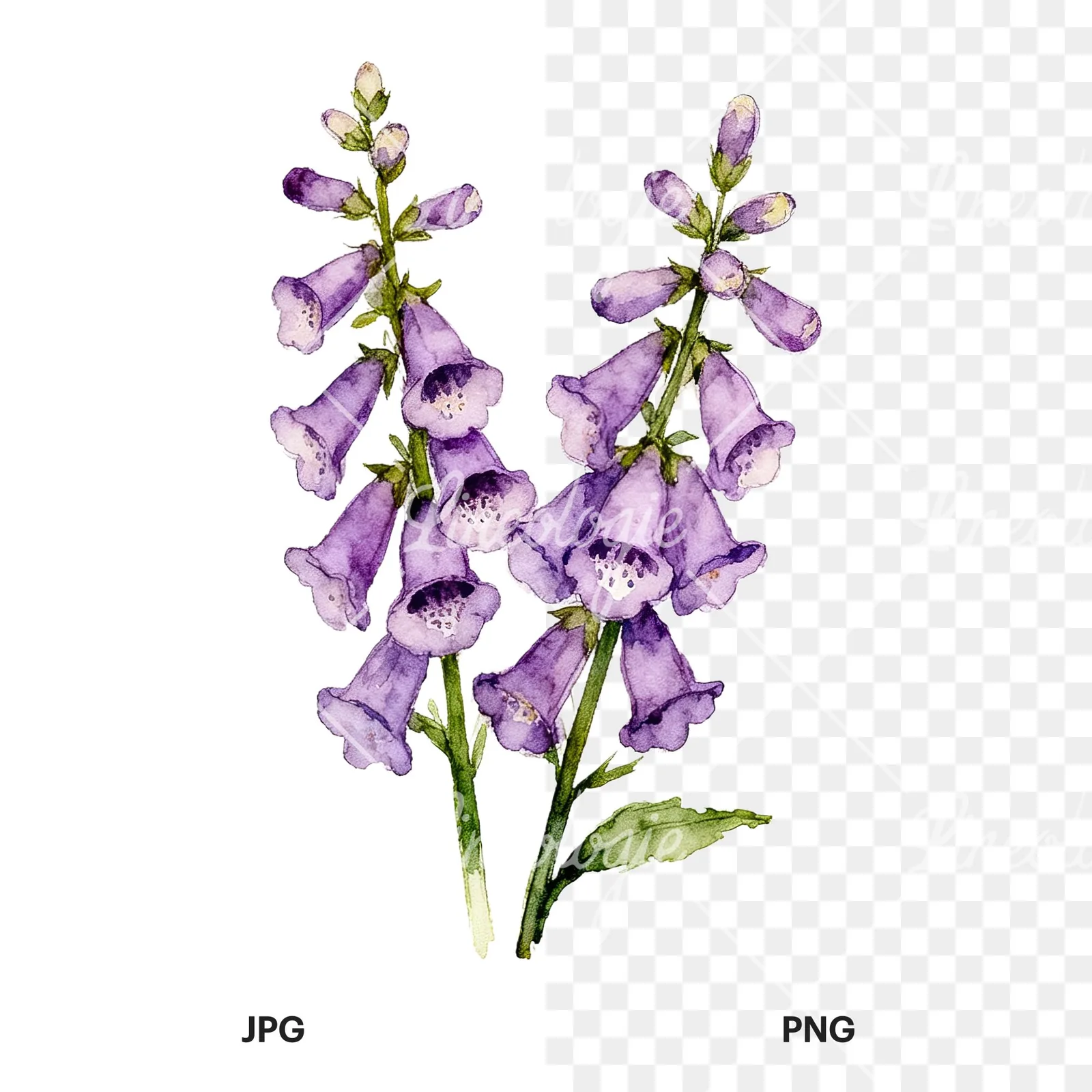 Watercolor purple foxglove bouquet clipart 8 of 9, as a JPG on white and a transparent PNG