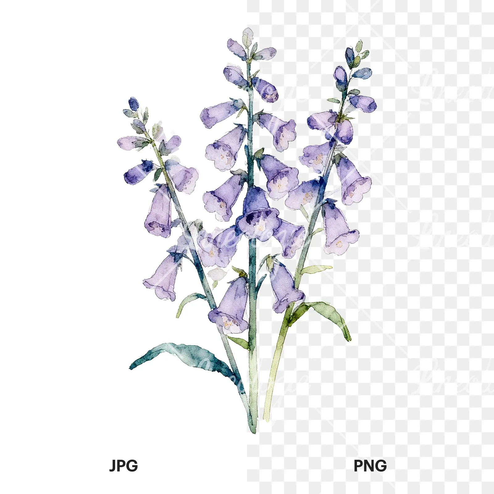 Watercolor purple foxglove bouquet clipart 9 of 9, as a JPG on white and a transparent PNG