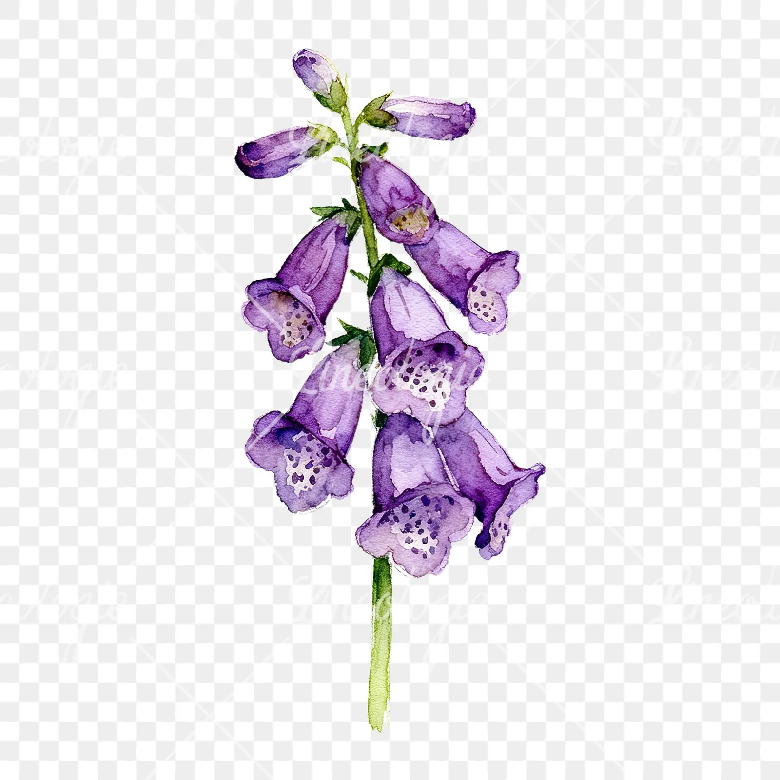 Watercolor purple foxglove clipart 1 of 9 on a transparent background (PNG)