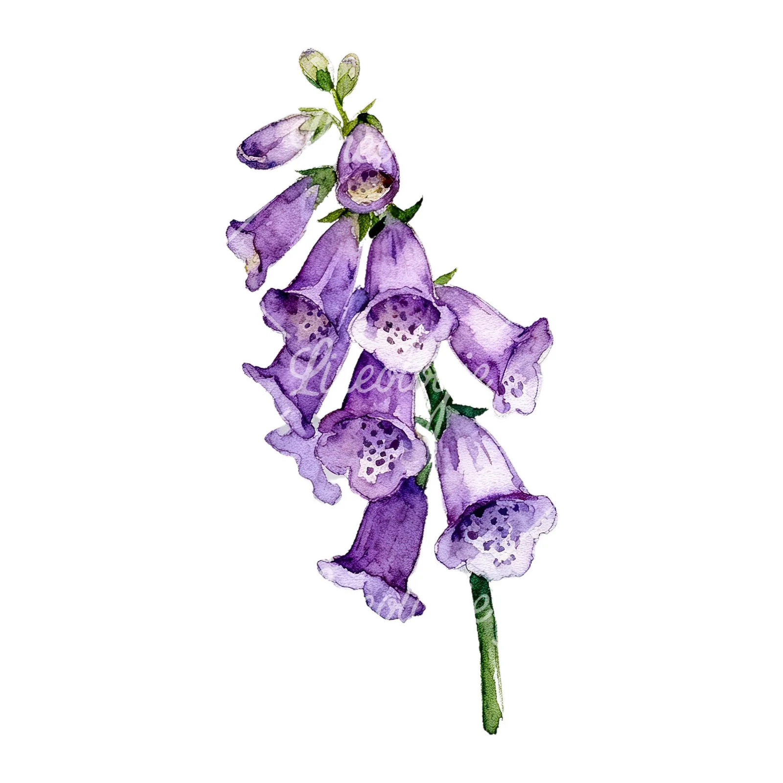 Watercolor purple foxglove clipart 2 of 9 on a white background (JPG)