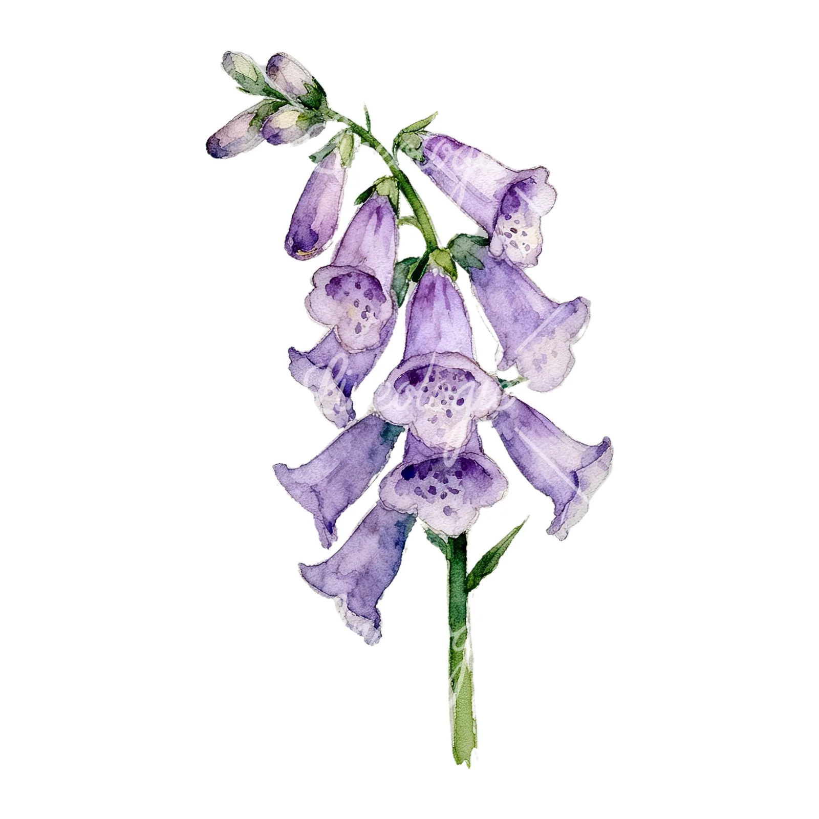 Watercolor purple foxglove clipart 3 of 9 on a white background (JPG)