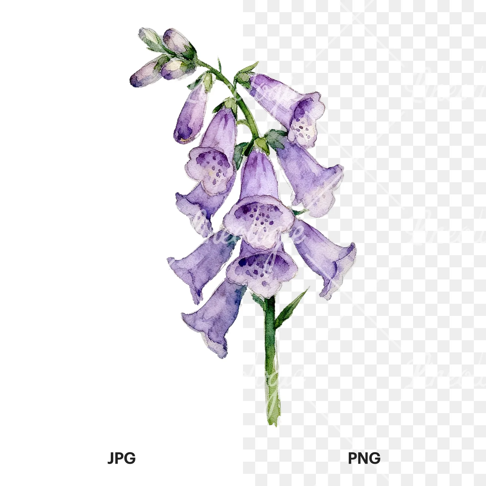 Watercolor purple foxglove clipart 3 of 9, as a JPG on white and a transparent PNG