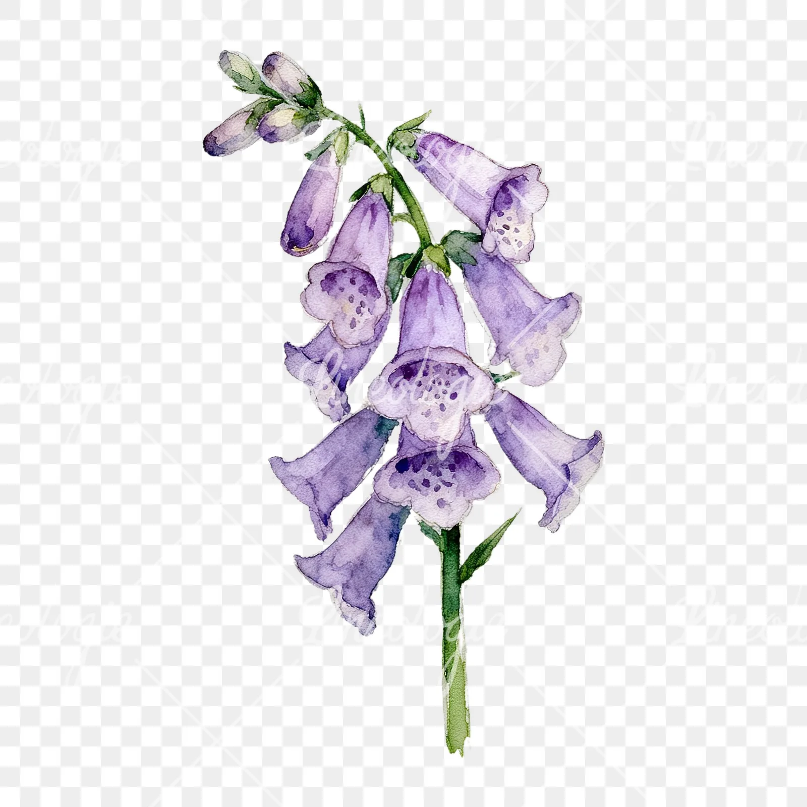 Watercolor purple foxglove clipart 3 of 9 on a transparent background (PNG)