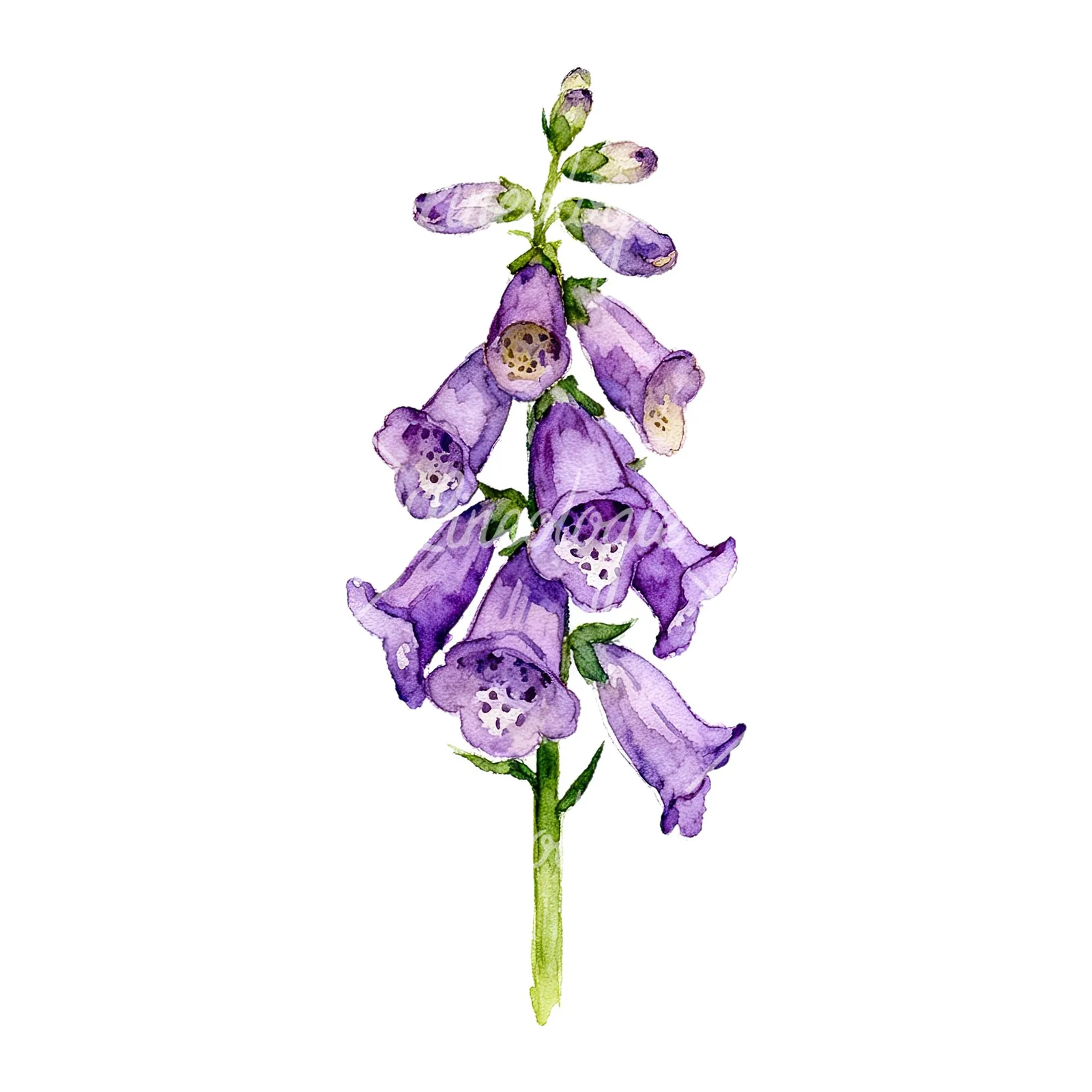 Watercolor purple foxglove clipart 4 of 9 on a white background (JPG)