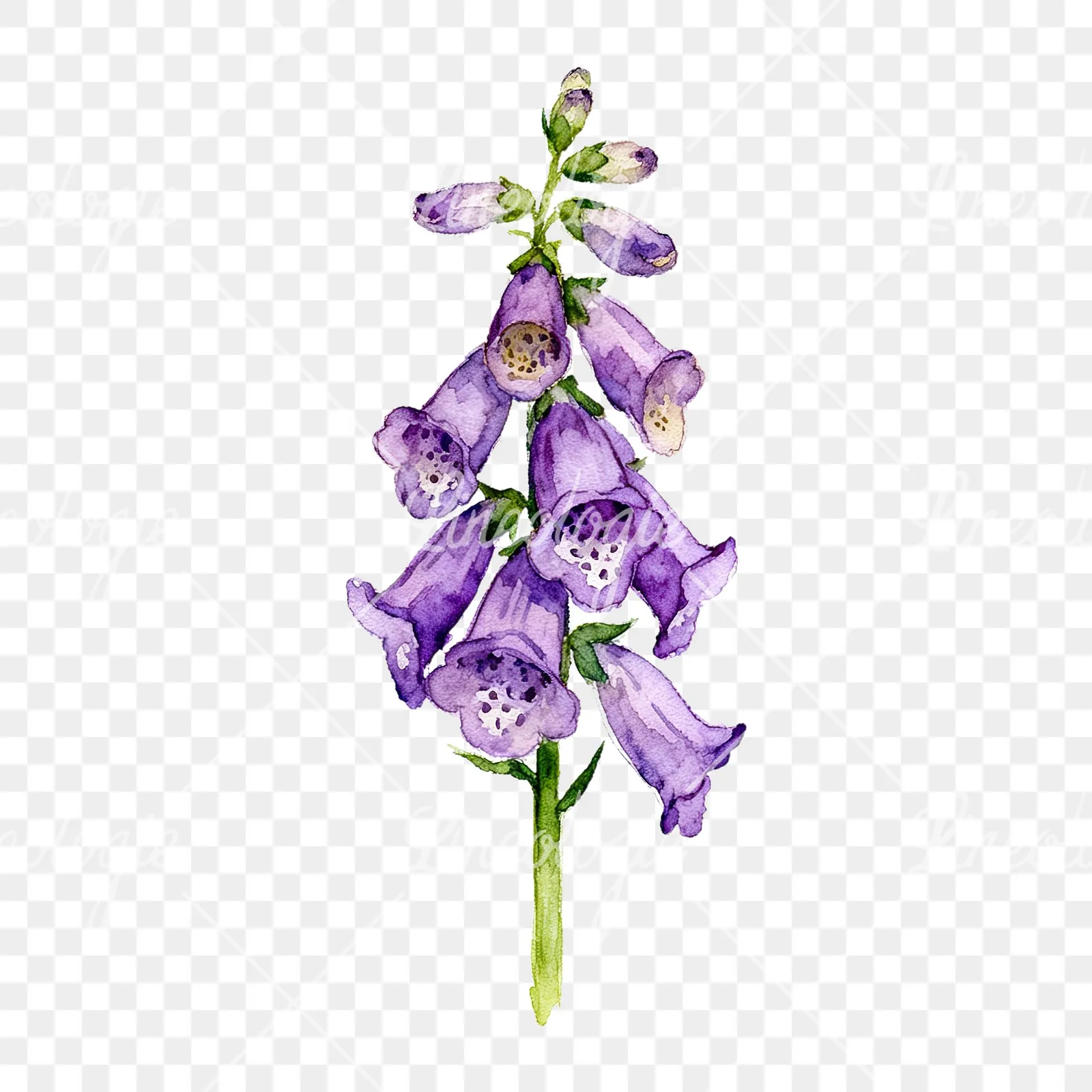 Watercolor purple foxglove clipart 4 of 9 on a transparent background (PNG)