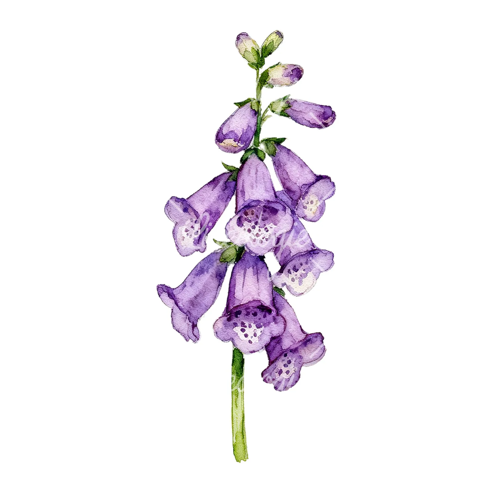 Watercolor purple foxglove clipart 5 of 9 on a white background (JPG)