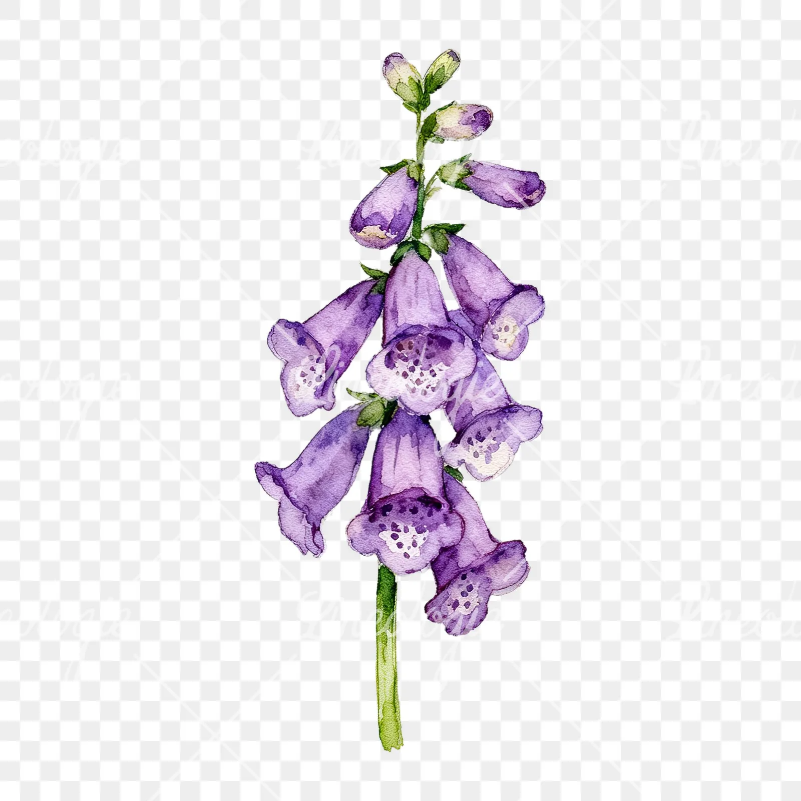 Watercolor purple foxglove clipart 5 of 9 on a transparent background (PNG)