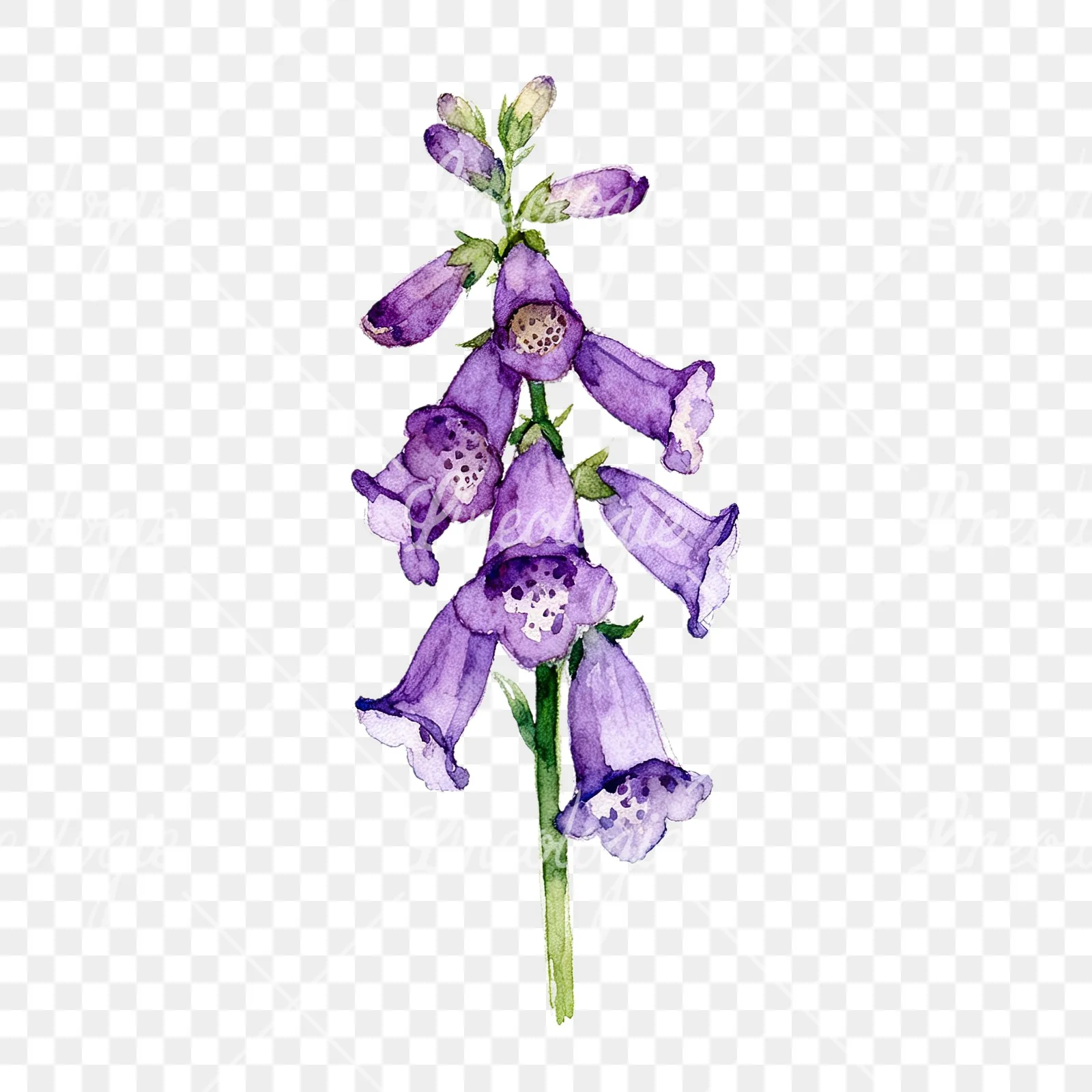 Watercolor purple foxglove clipart 6 of 9 on a transparent background (PNG)