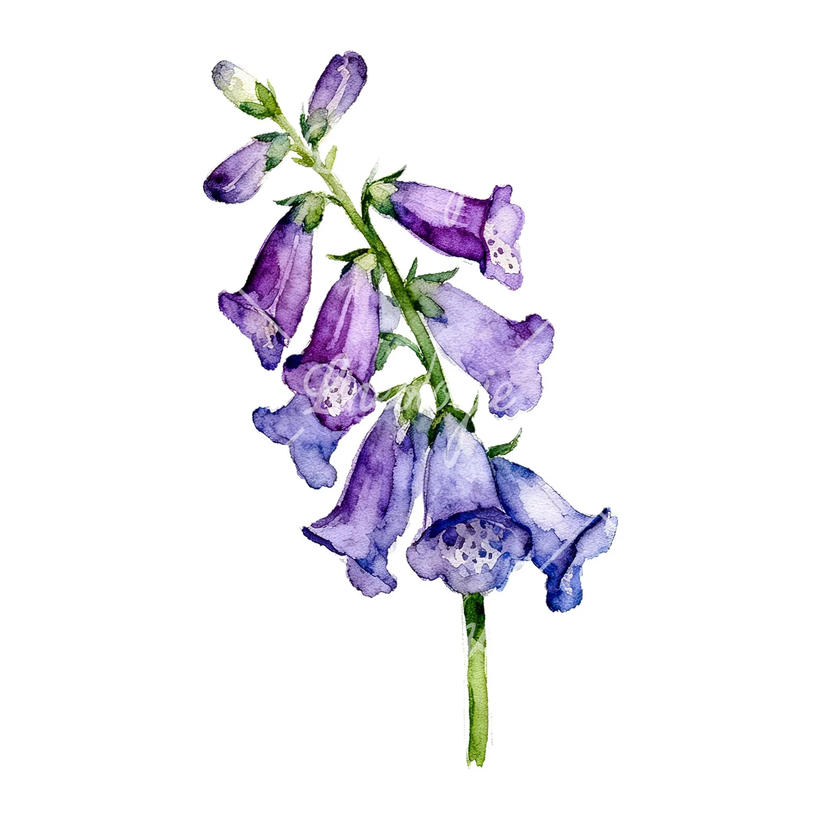 Watercolor purple foxglove clipart 7 of 9 on a white background (JPG)