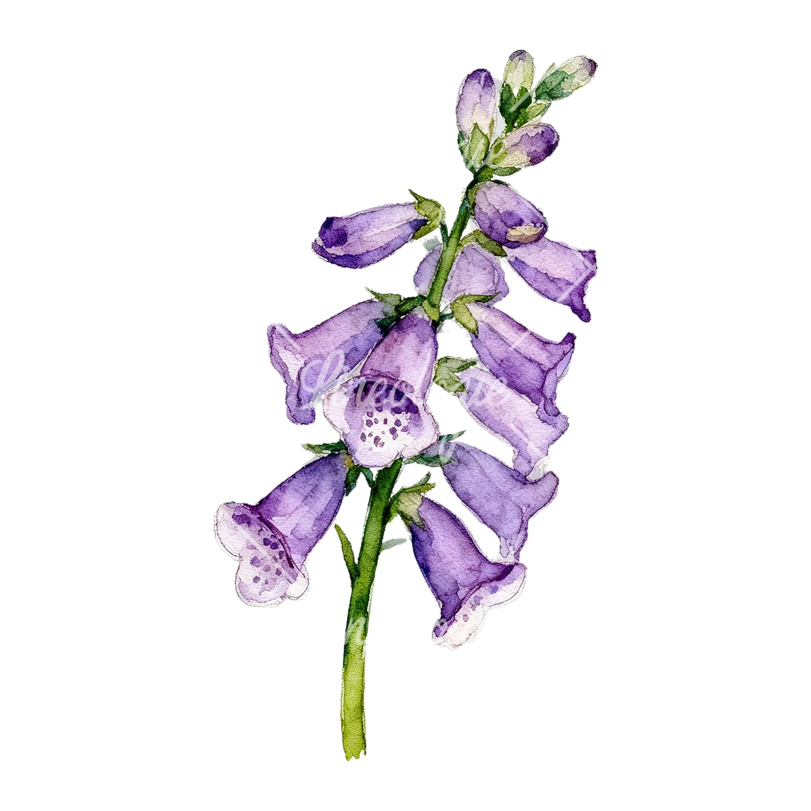 Watercolor purple foxglove clipart 8 of 9 on a white background (JPG)