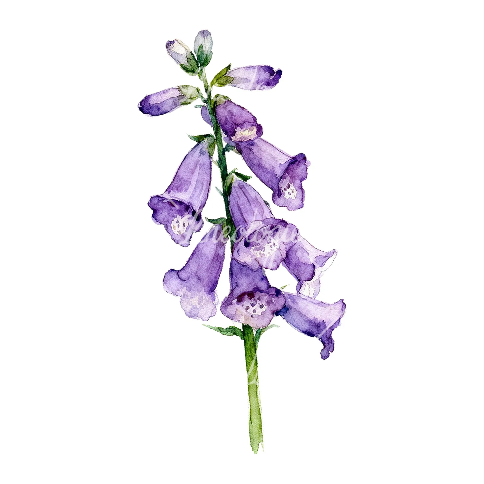 Watercolor purple foxglove clipart 9 of 9 on a white background (JPG)