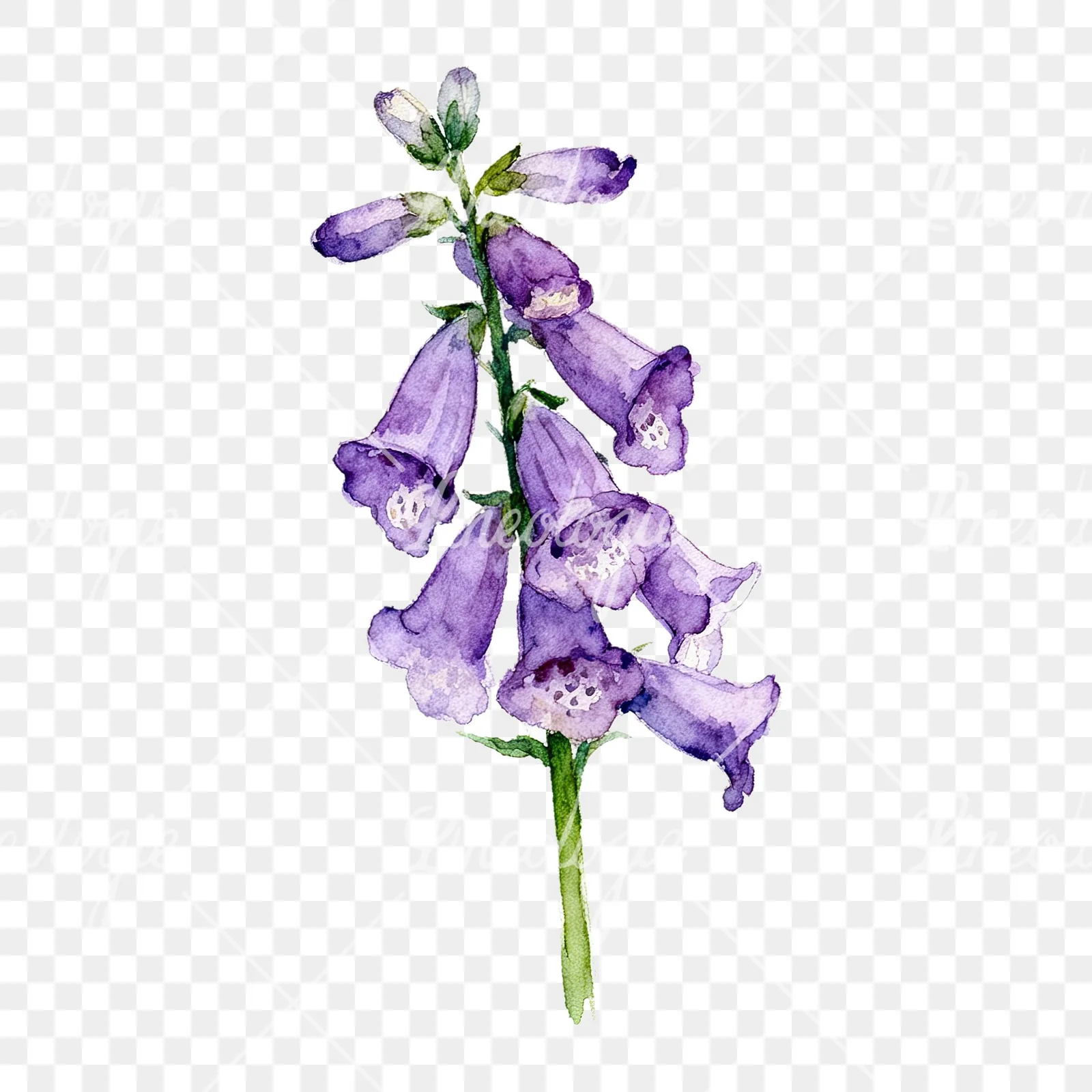 Watercolor purple foxglove clipart 9 of 9 on a transparent background (PNG)