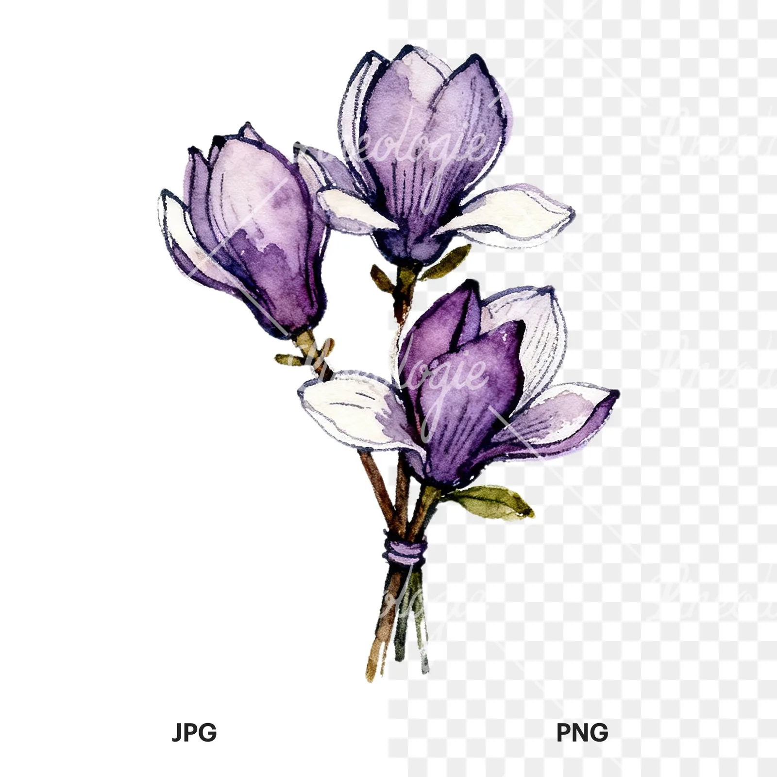 Watercolor purple magnolia bouquet clipart 1 of 9, as a JPG on white and a transparent PNG