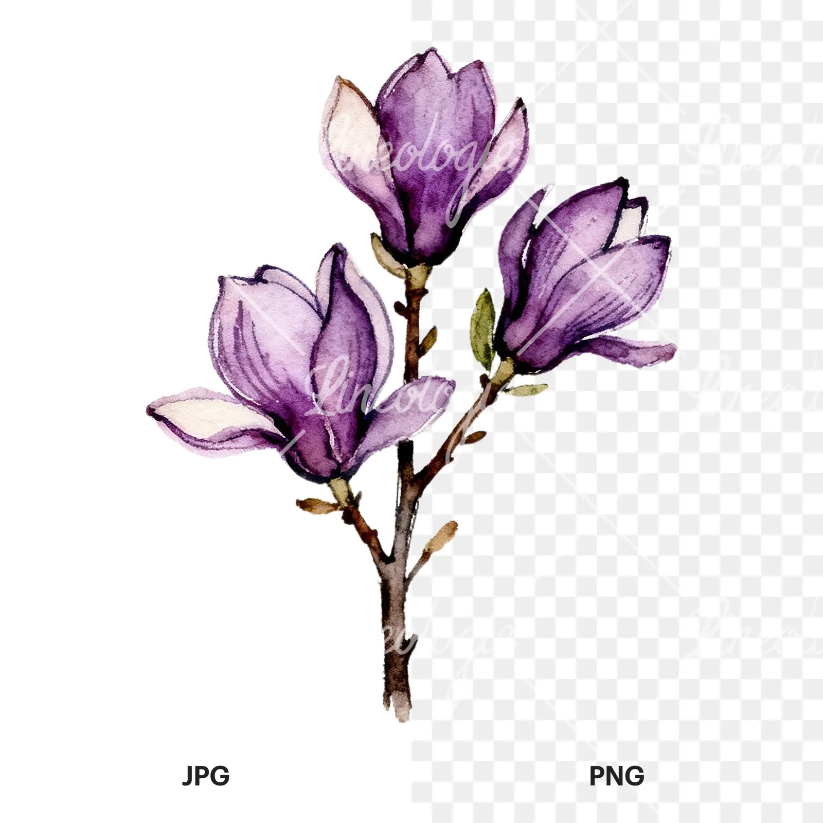 Watercolor purple magnolia bouquet clipart 2 of 9, as a JPG on white and a transparent PNG