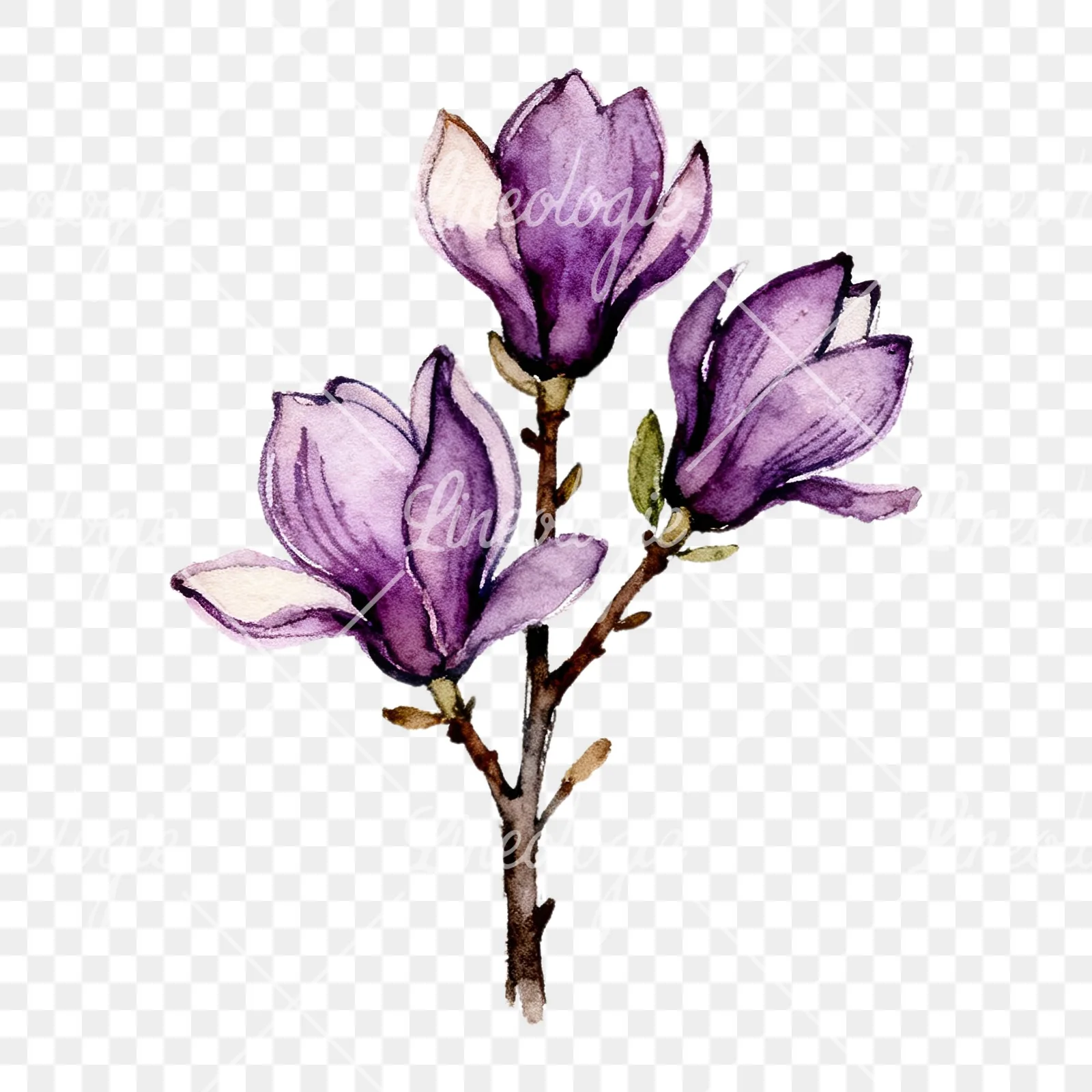 Watercolor purple magnolia bouquet clipart 2 of 9 on a transparent background (PNG)