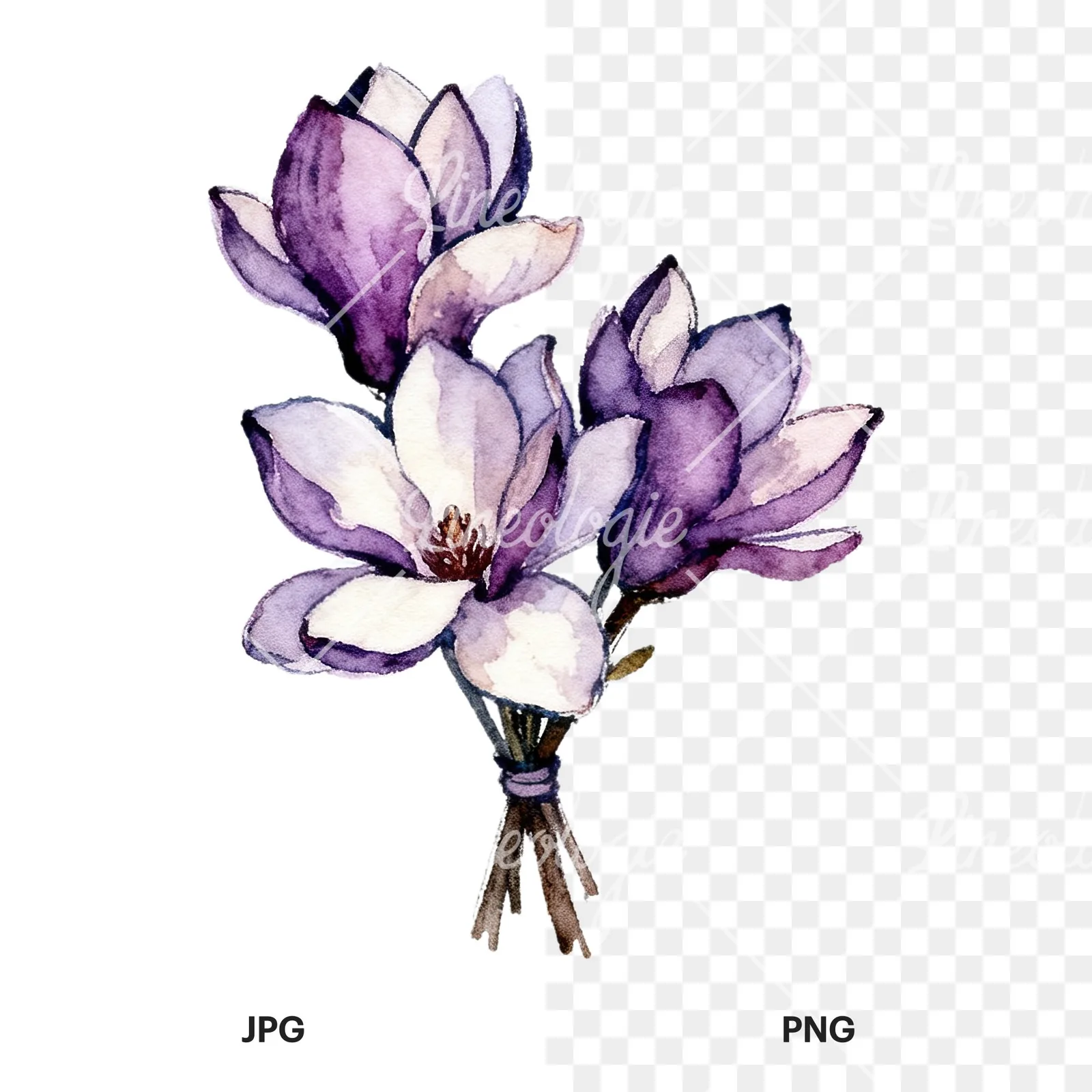 Watercolor purple magnolia bouquet clipart 5 of 9, as a JPG on white and a transparent PNG