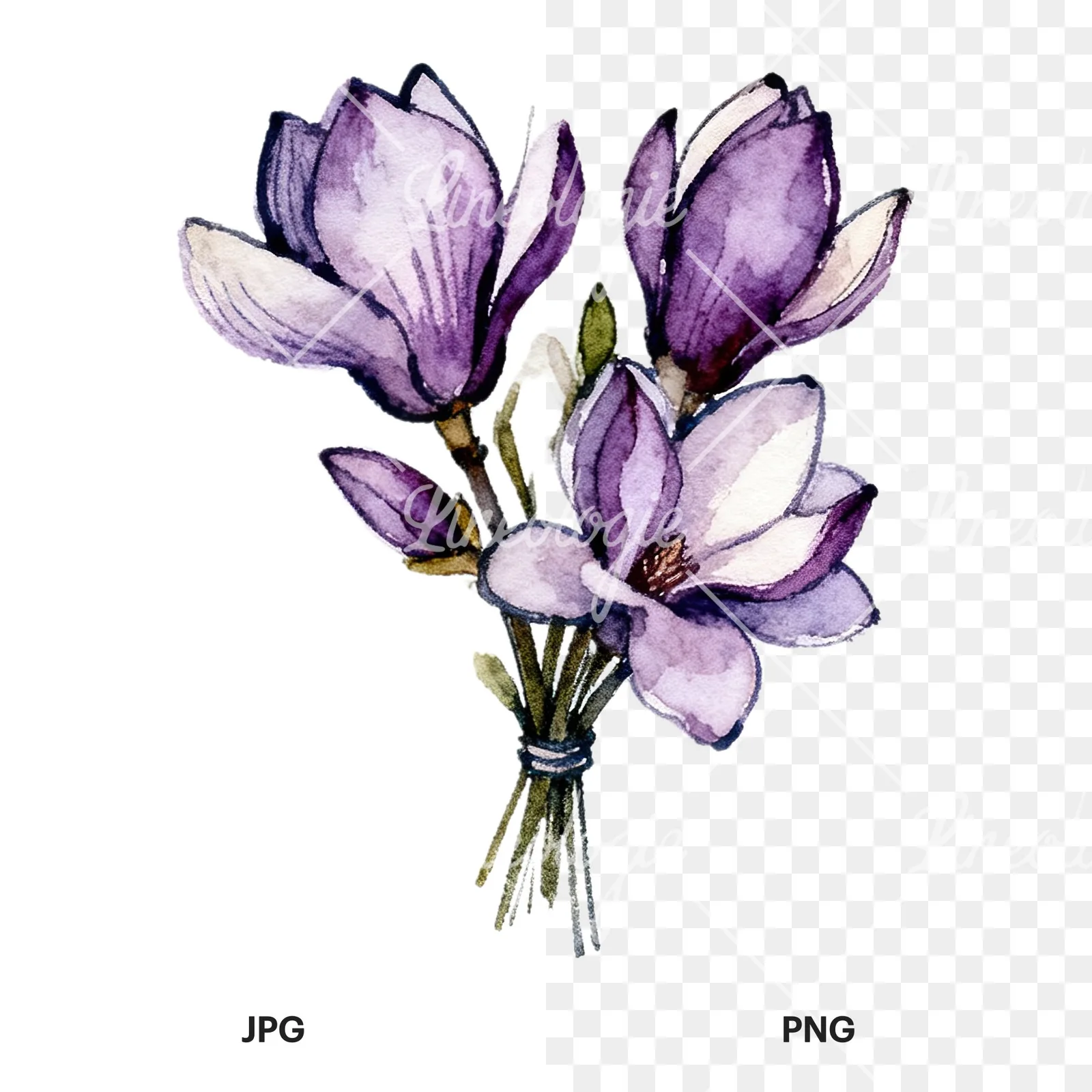 Watercolor purple magnolia bouquet clipart 6 of 9, as a JPG on white and a transparent PNG