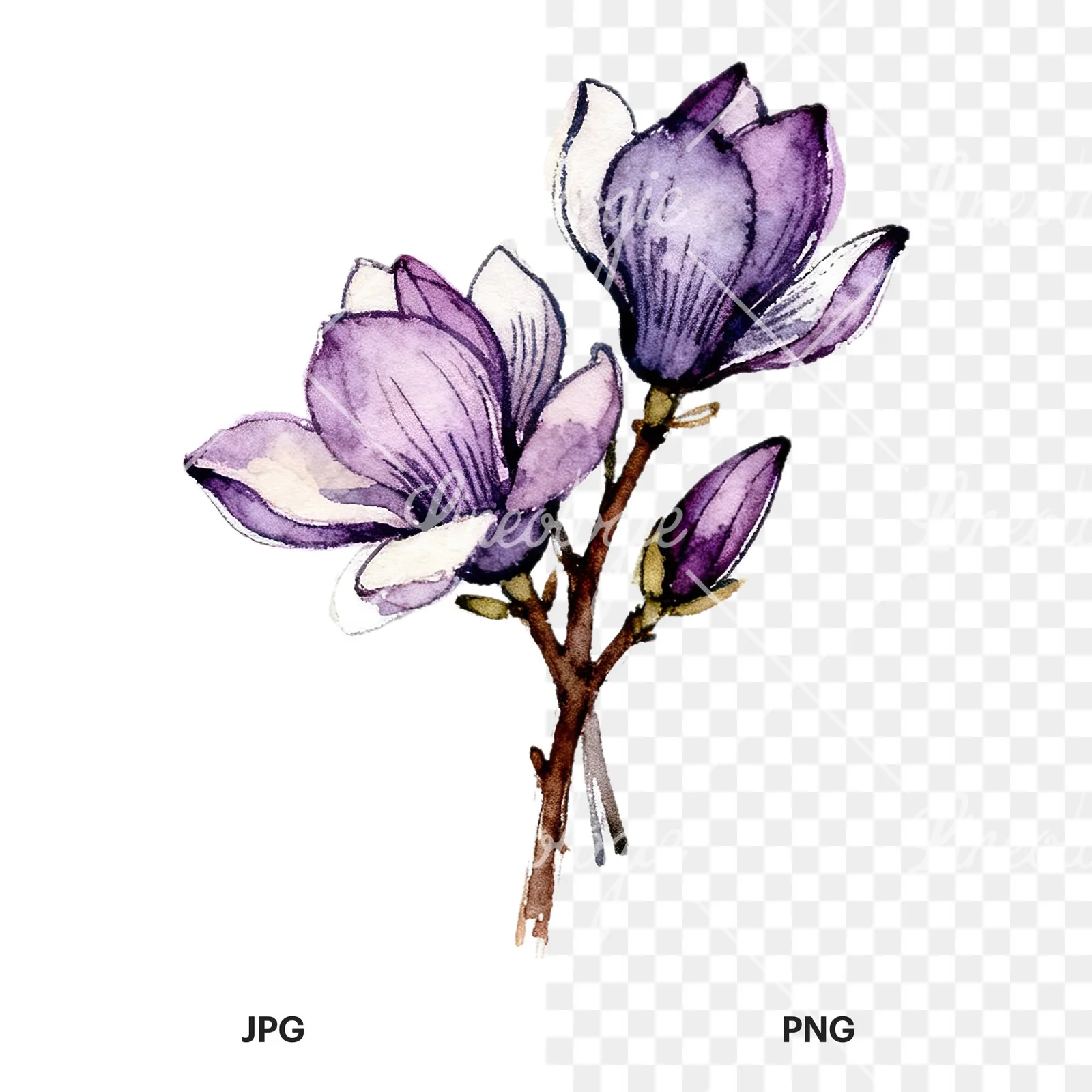 Watercolor purple magnolia bouquet clipart 7 of 9, as a JPG on white and a transparent PNG