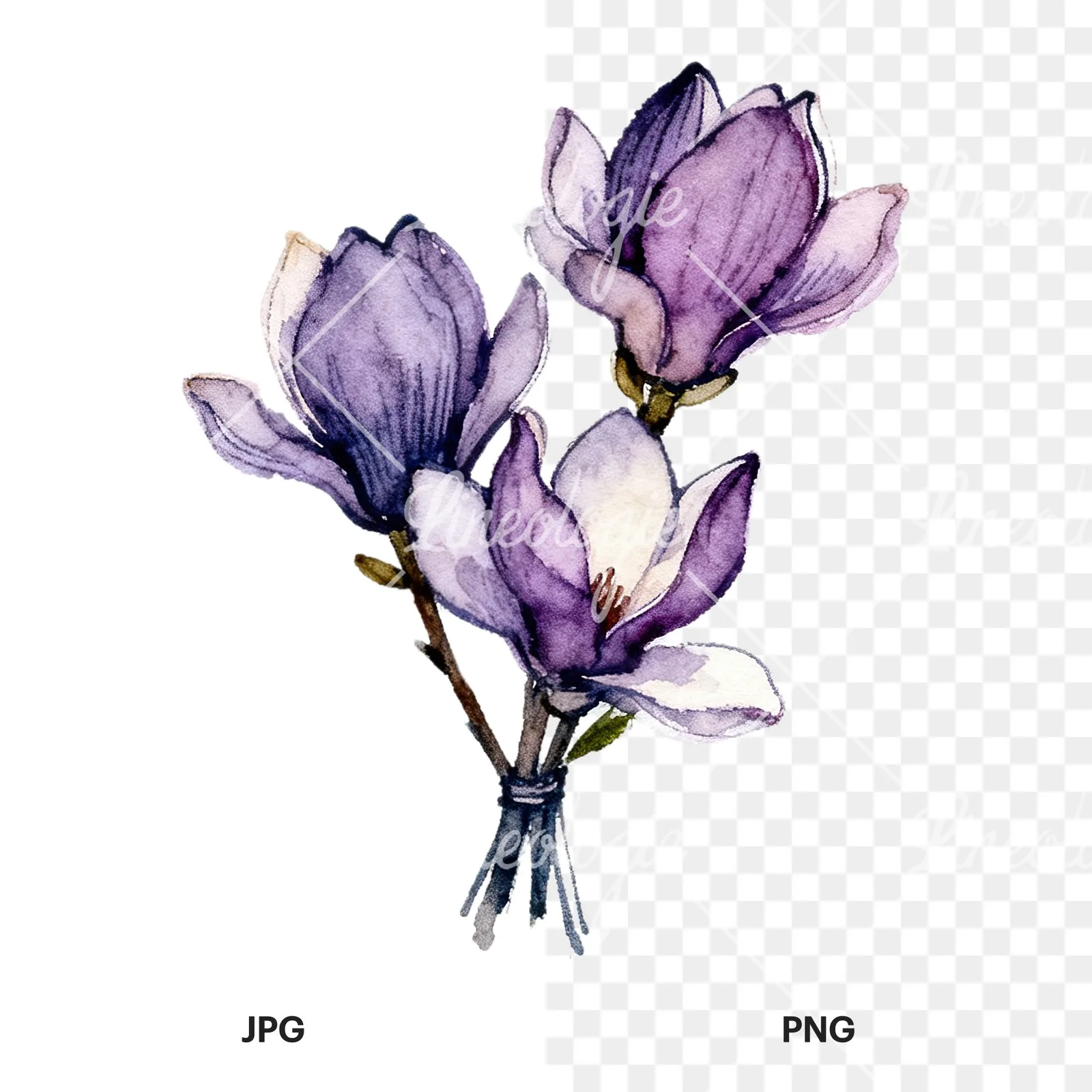 Watercolor purple magnolia bouquet clipart 8 of 9, as a JPG on white and a transparent PNG