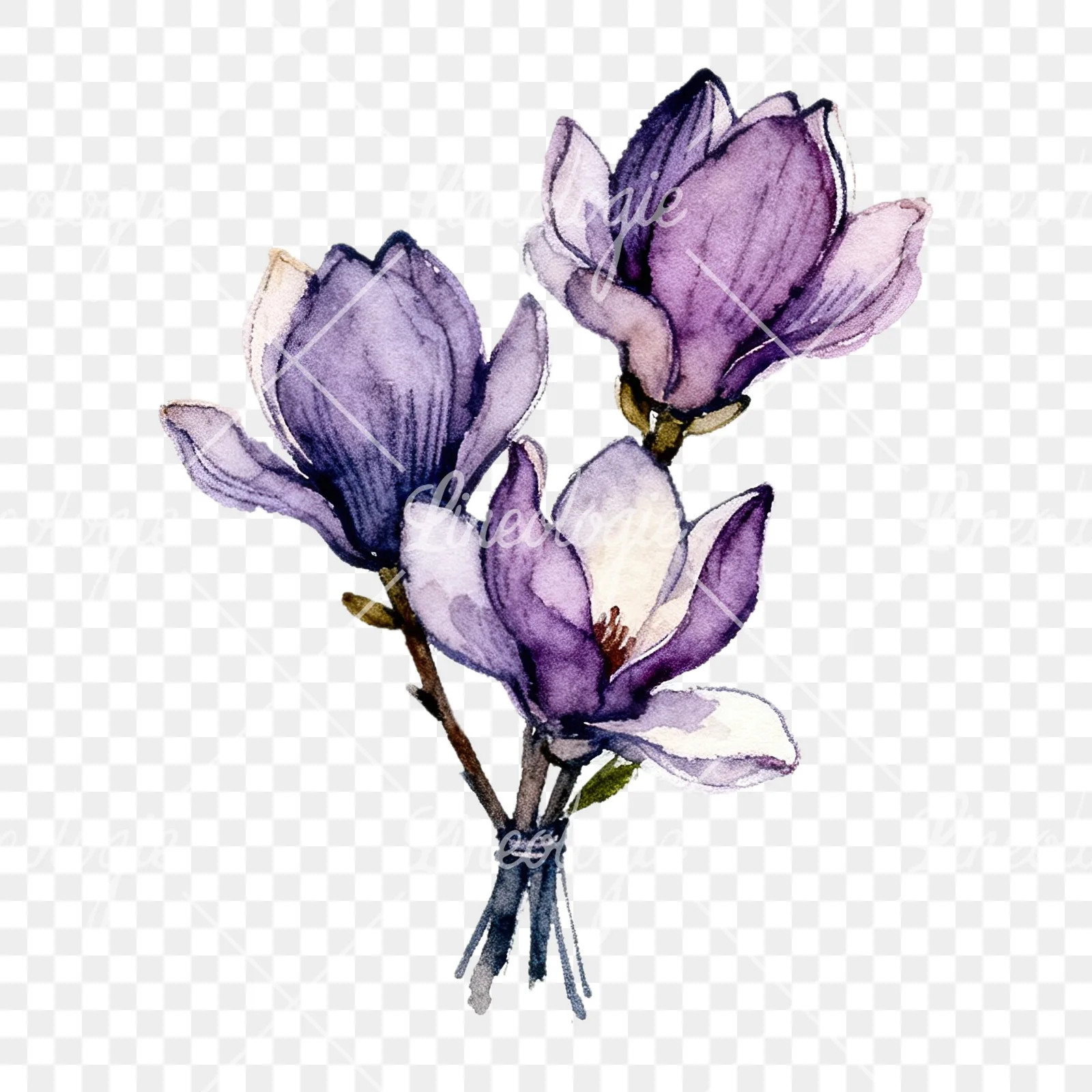 Watercolor purple magnolia bouquet clipart 8 of 9 on a transparent background (PNG)