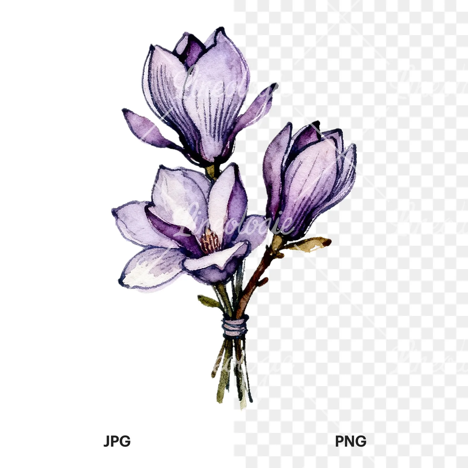 Watercolor purple magnolia bouquet clipart 9 of 9, as a JPG on white and a transparent PNG