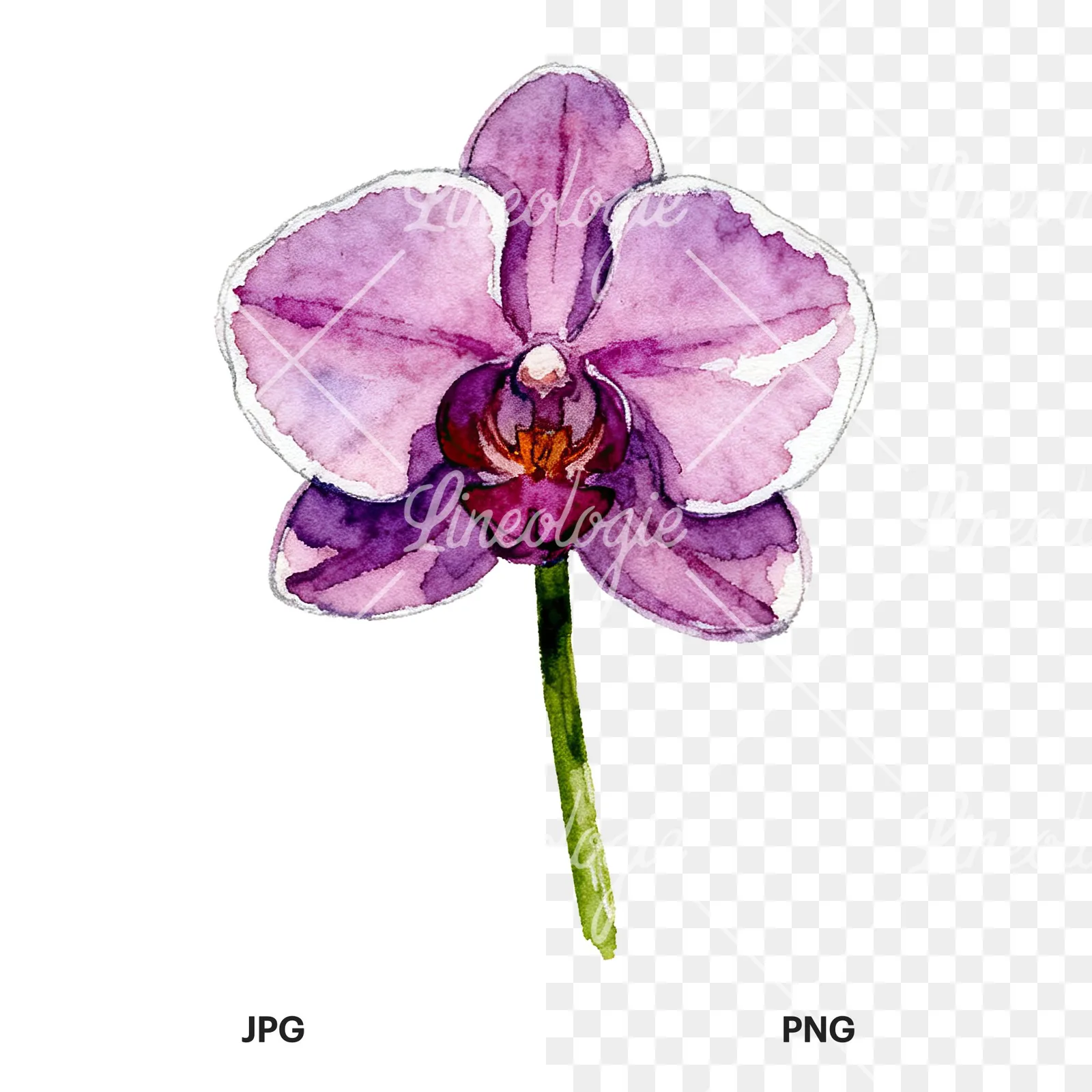 Watercolor purple orchid clipart 2 of 9, as a JPG on white and a transparent PNG