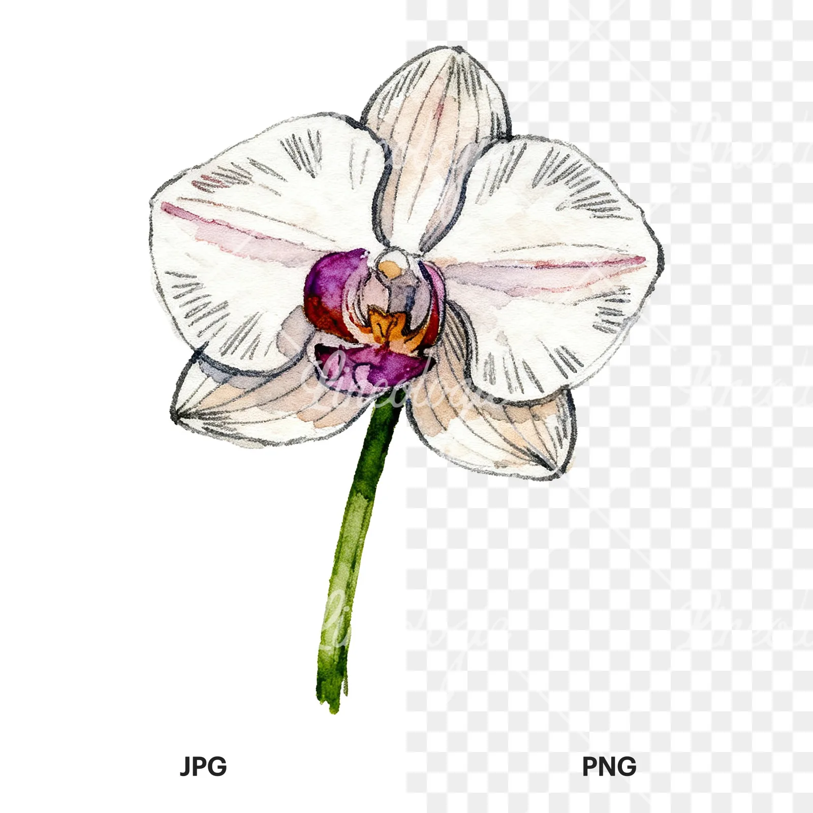 Watercolor purple orchid clipart 4 of 9, as a JPG on white and a transparent PNG