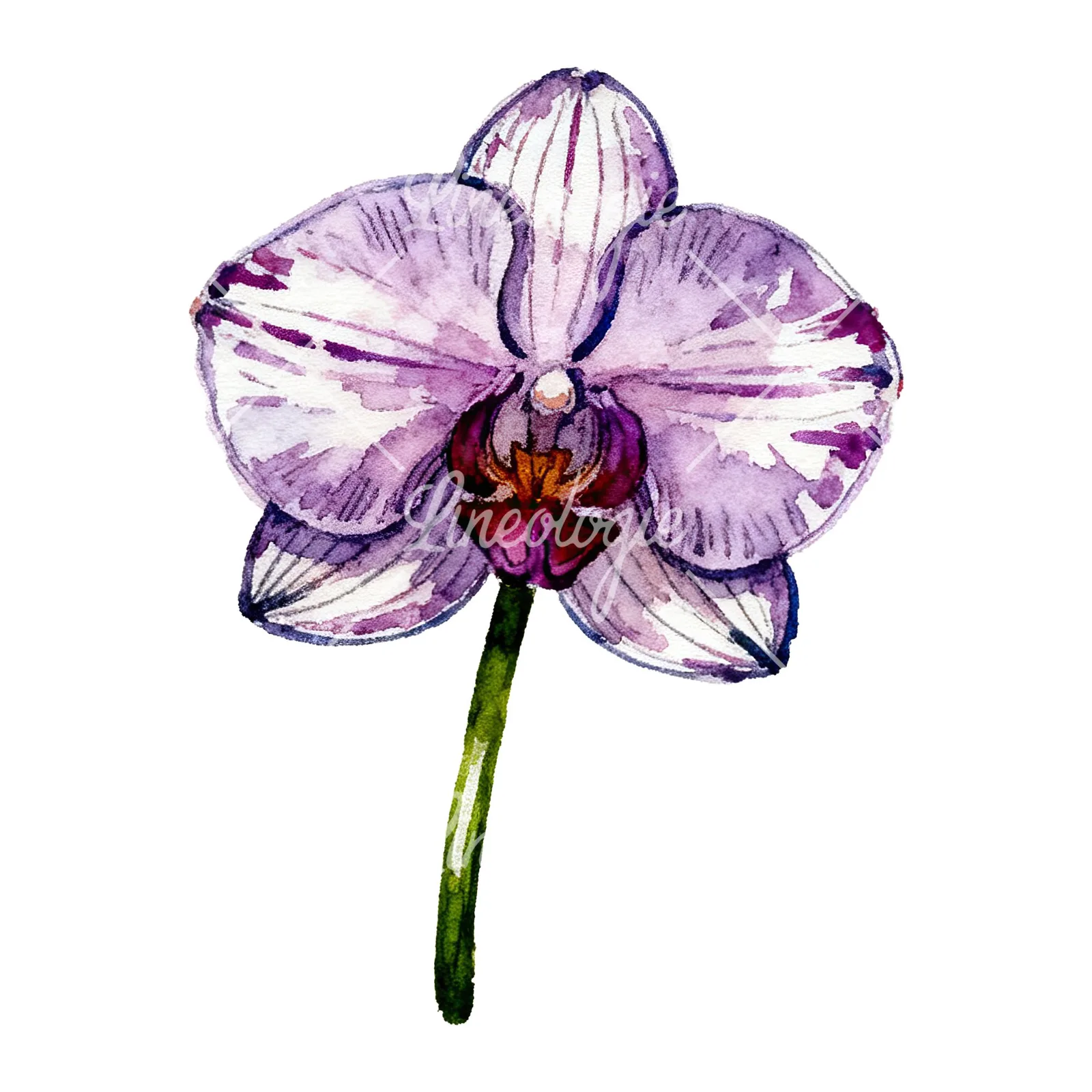 Watercolor purple orchid clipart 5 of 9 on a white background (JPG)