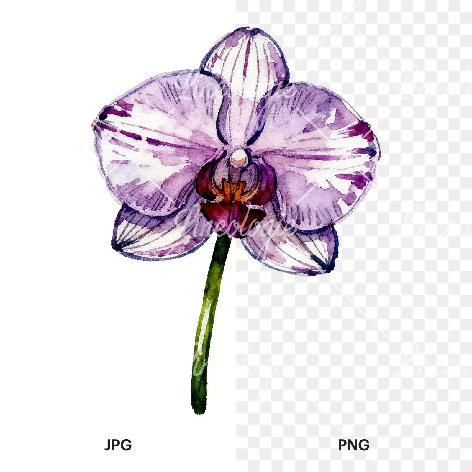 Watercolor purple orchid clipart 5 of 9, as a JPG on white and a transparent PNG