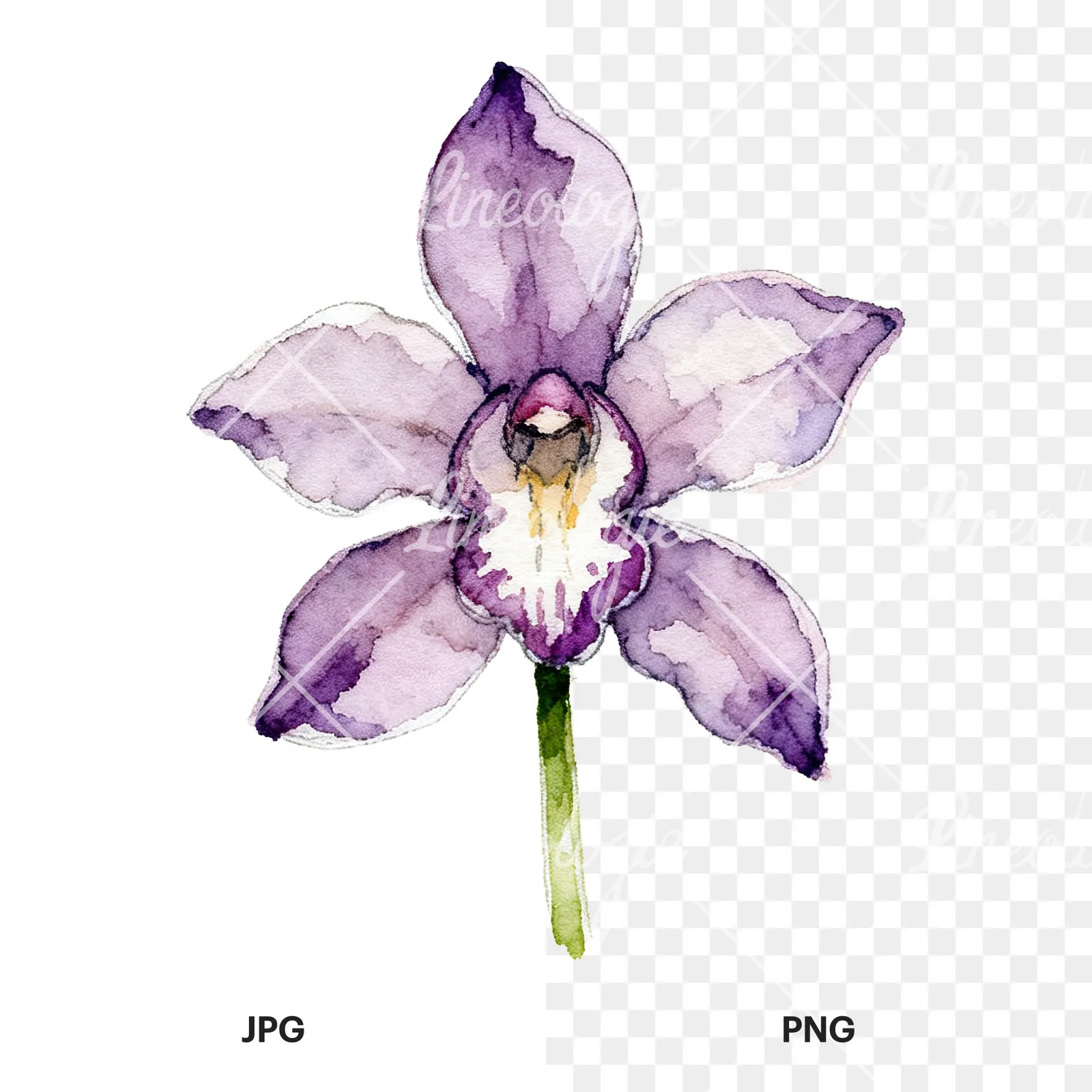 Watercolor purple orchid clipart 6 of 9, as a JPG on white and a transparent PNG