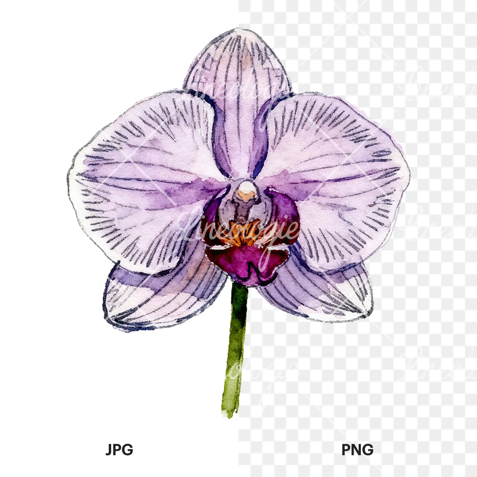 Watercolor purple orchid clipart 7 of 9, as a JPG on white and a transparent PNG