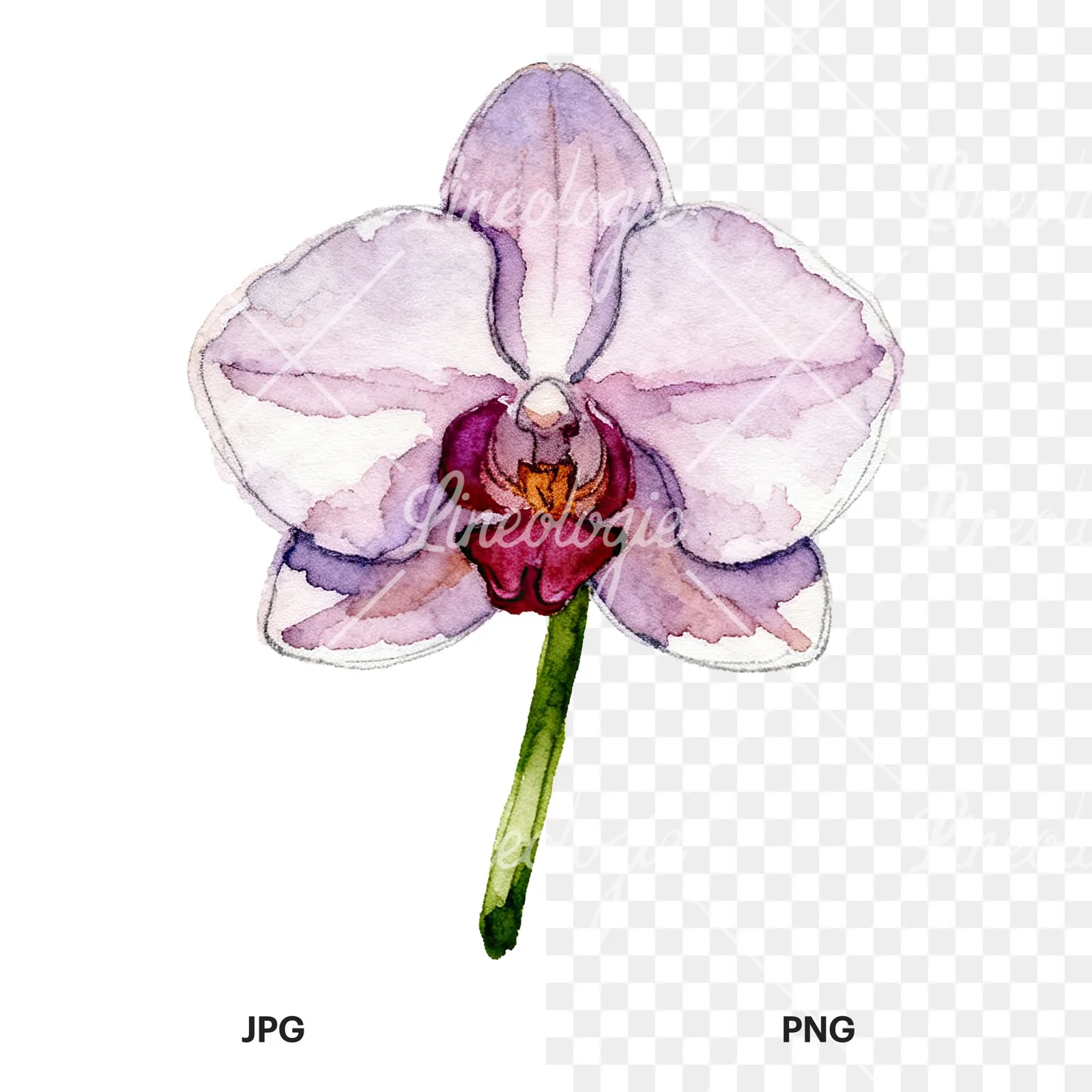 Watercolor purple orchid clipart 8 of 9, as a JPG on white and a transparent PNG